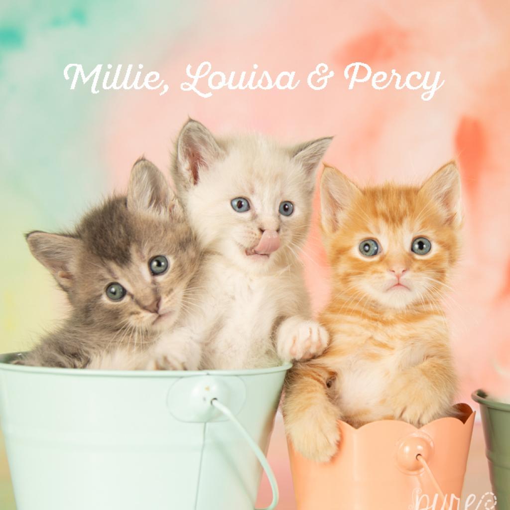 Louisa, a Adoptable mixed breed in Springfield, MO image 3/4