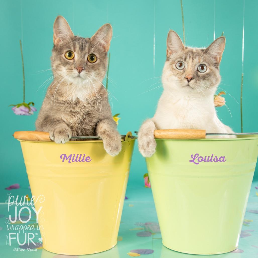 Louisa, a Adoptable mixed breed in Springfield, MO image 4/4