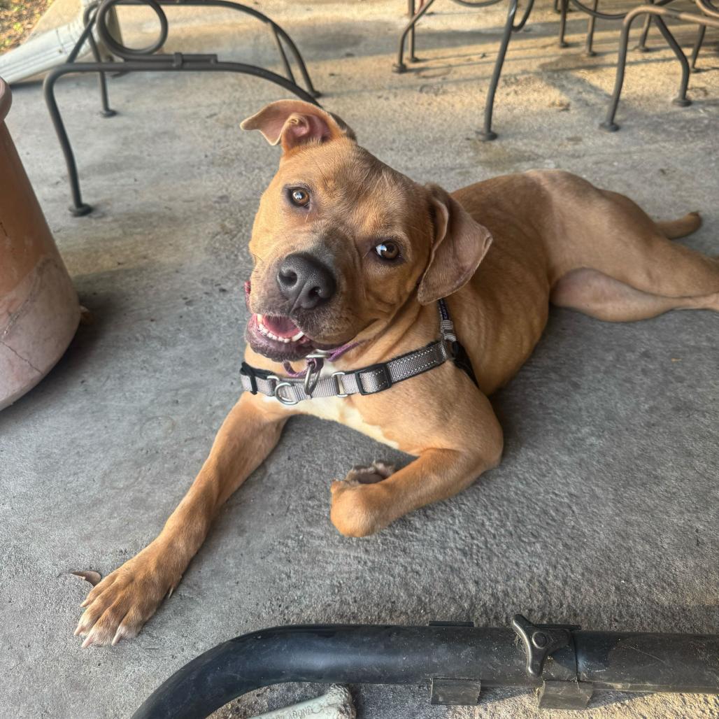 Kally Kanal, Adoptable, Adult Female Pit Bull Terrier & American Bulldog.