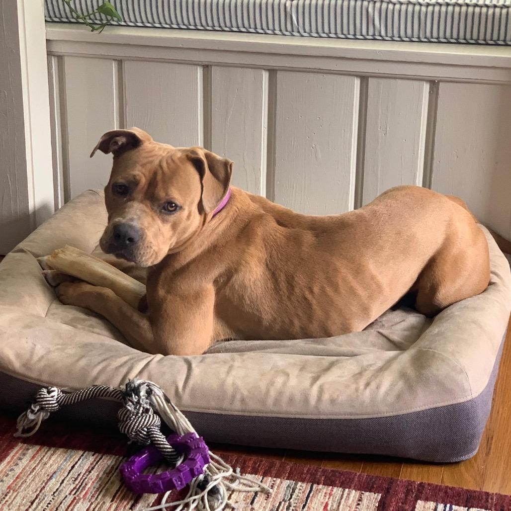 Enlarge Kally Kanal, a Adoptable mixed breed in New Orleans, LA image 2/6