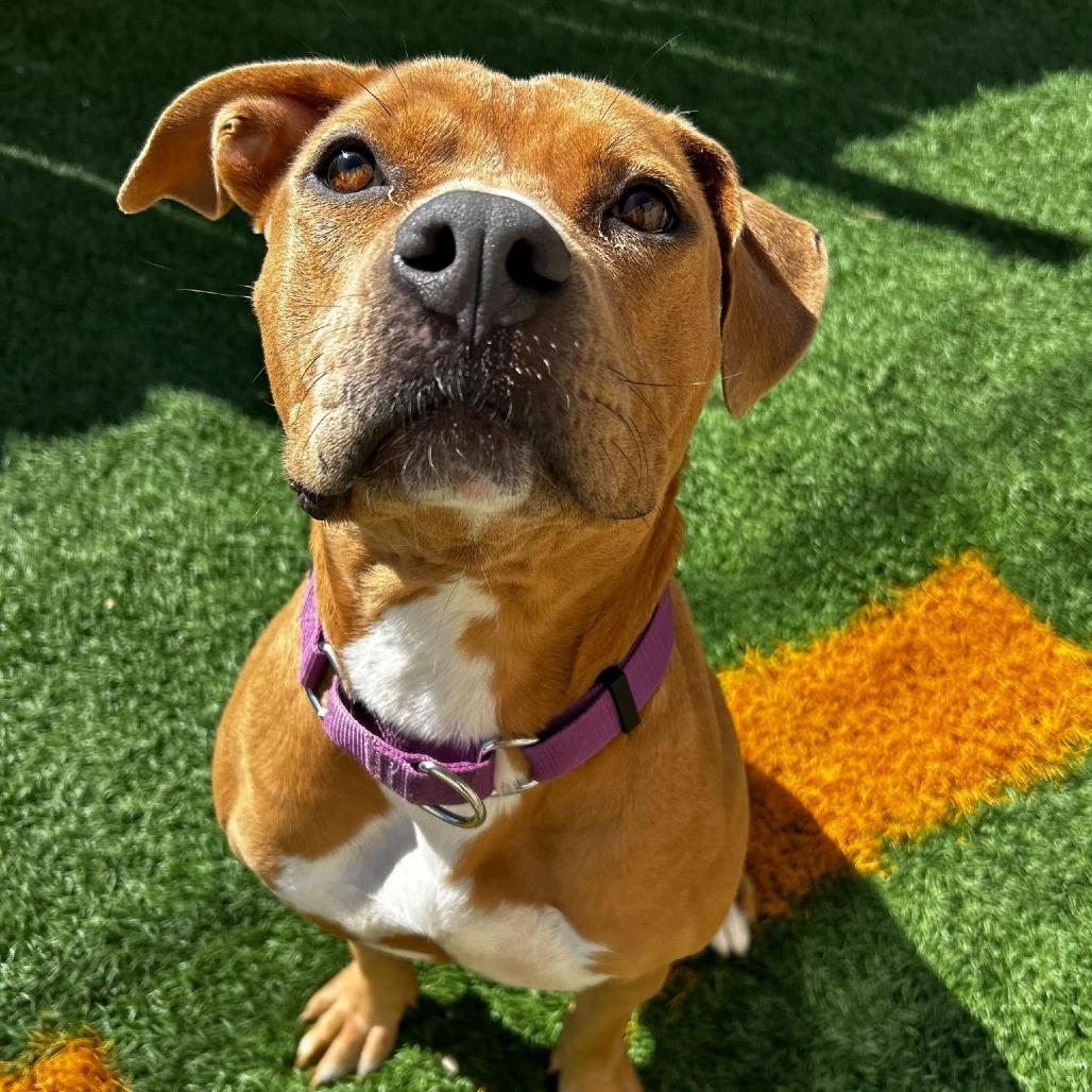 Enlarge Kally Kanal, a Adoptable mixed breed in New Orleans, LA image 3/6