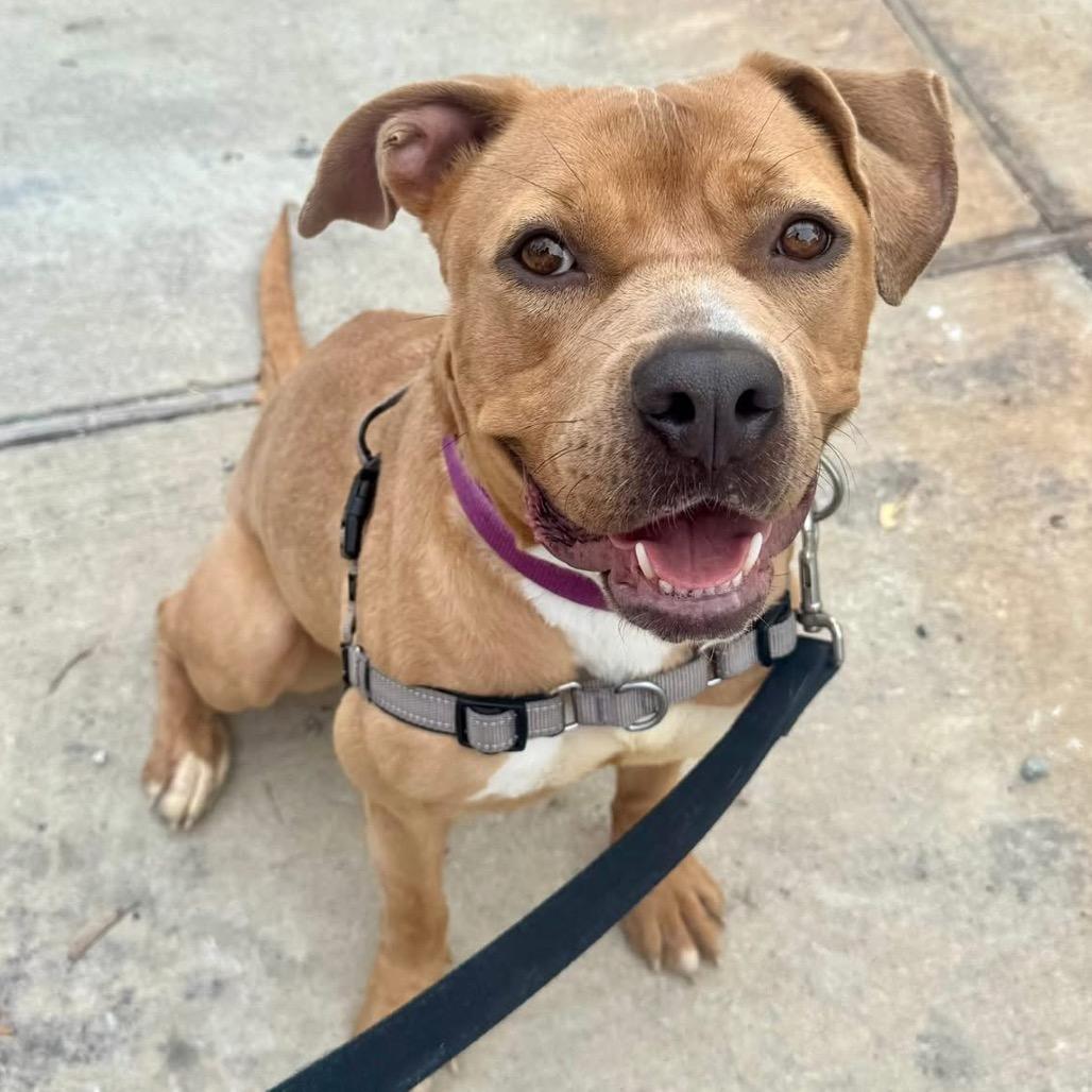 Enlarge Kally Kanal, a Adoptable mixed breed in New Orleans, LA image 4/6