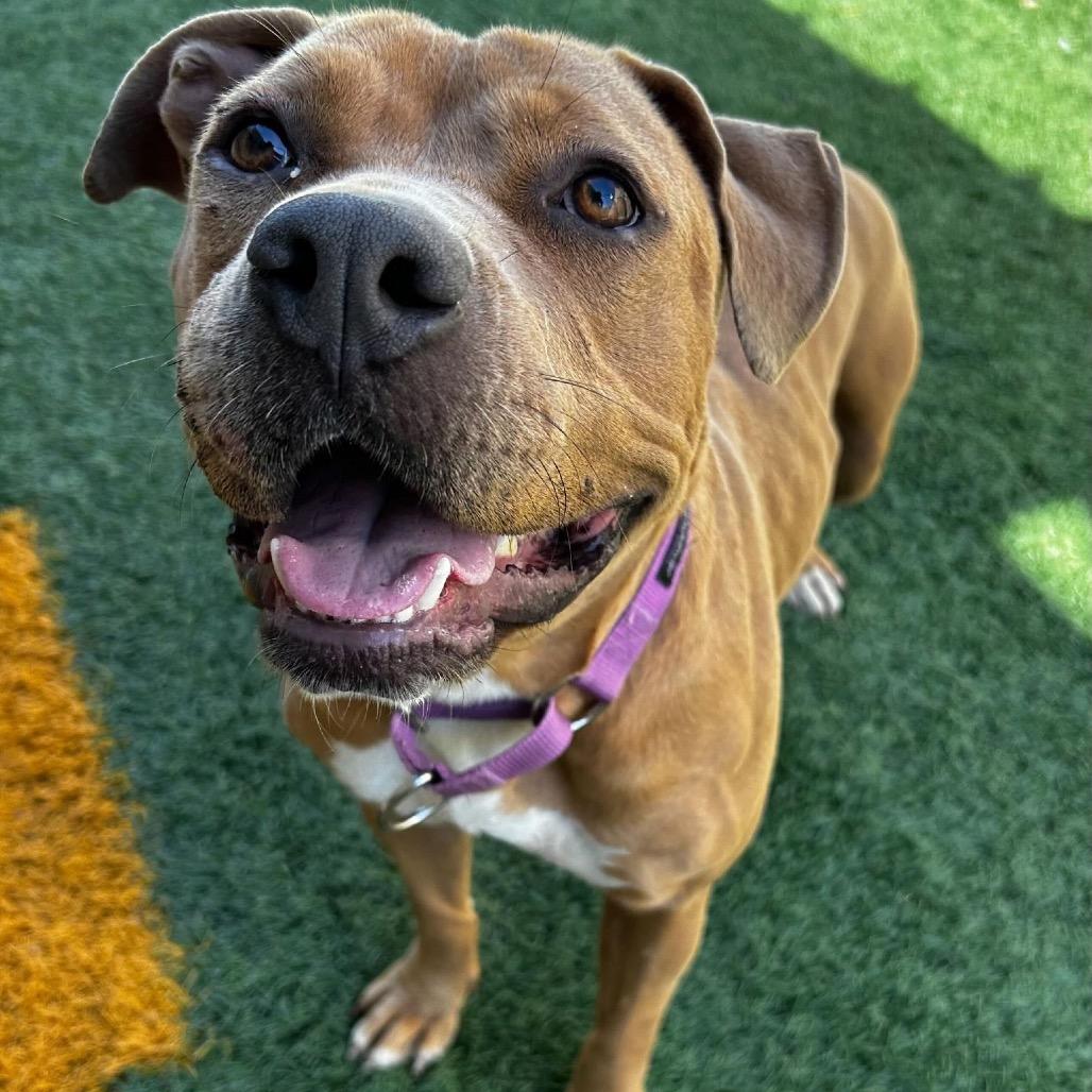 Enlarge Kally Kanal, a Adoptable mixed breed in New Orleans, LA image 5/6