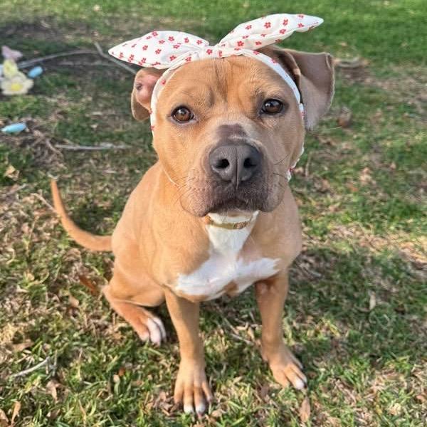 Enlarge Kally Kanal, a Adoptable mixed breed in New Orleans, LA image 4/6