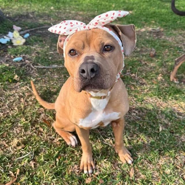 Enlarge Kally Kanal, a Adoptable mixed breed in New Orleans, LA image 5/6