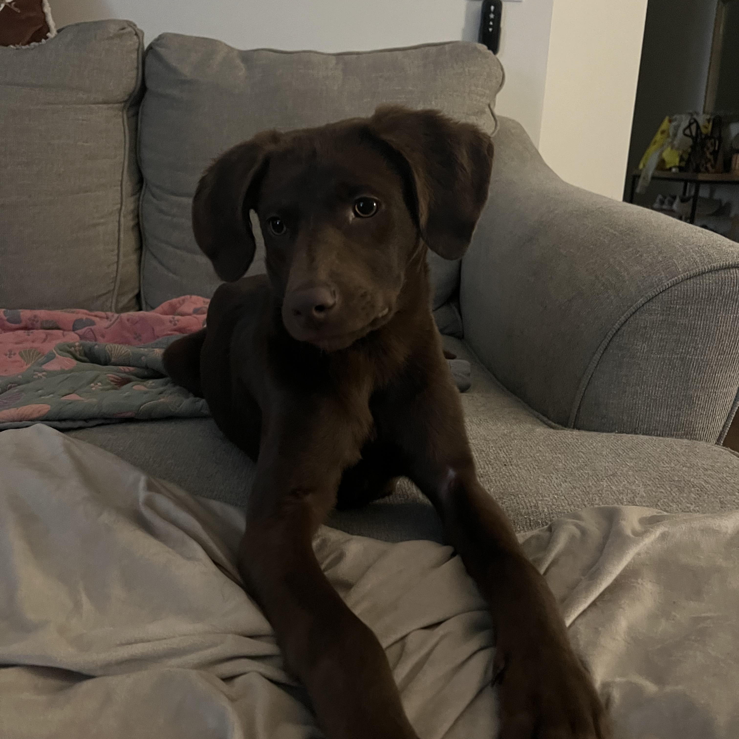 Beau, ADOPTABLE, Young Male Chocolate Labrador Retriever.