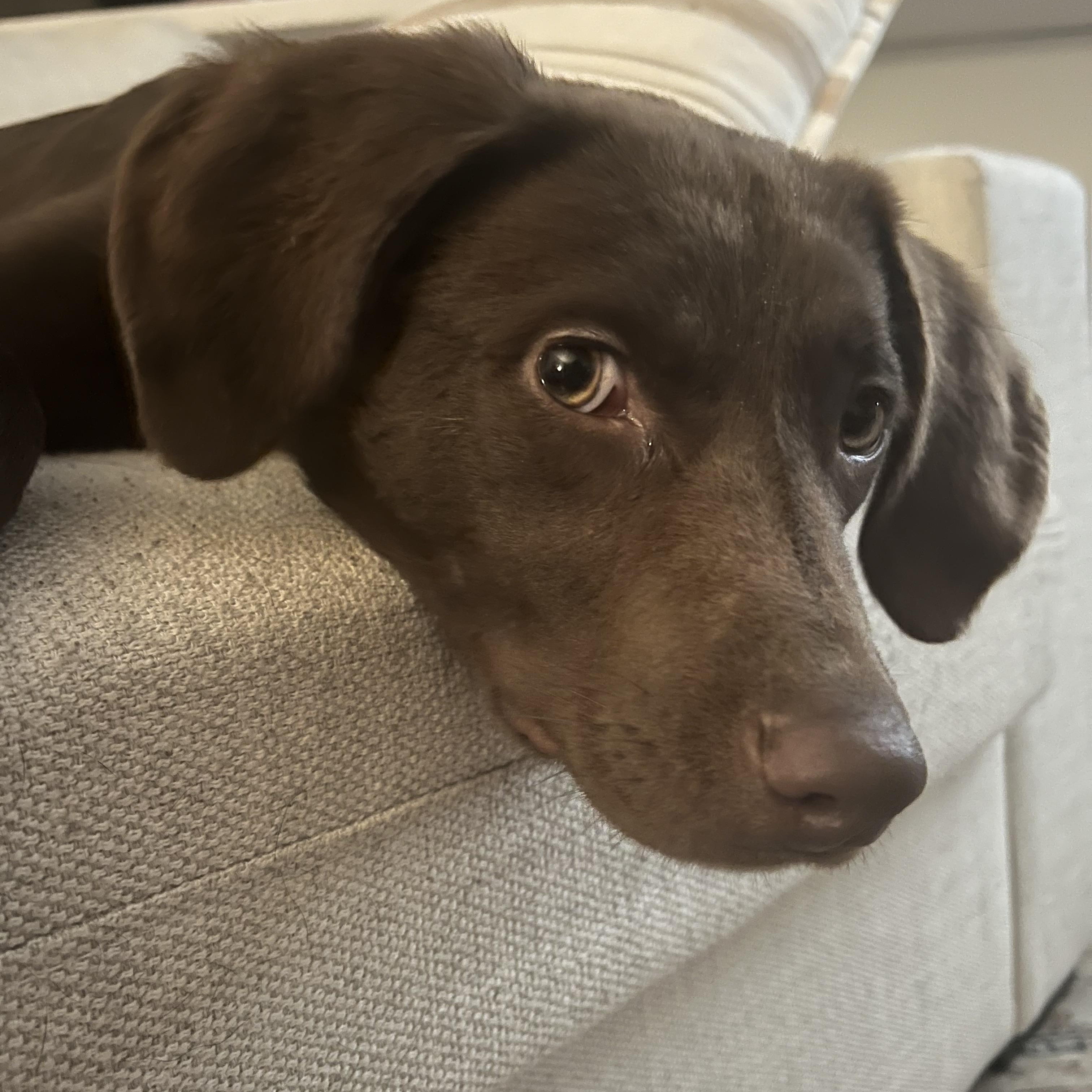 Enlarge Beau, a ADOPTABLE mixed breed in Charlotte, NC image 4/5