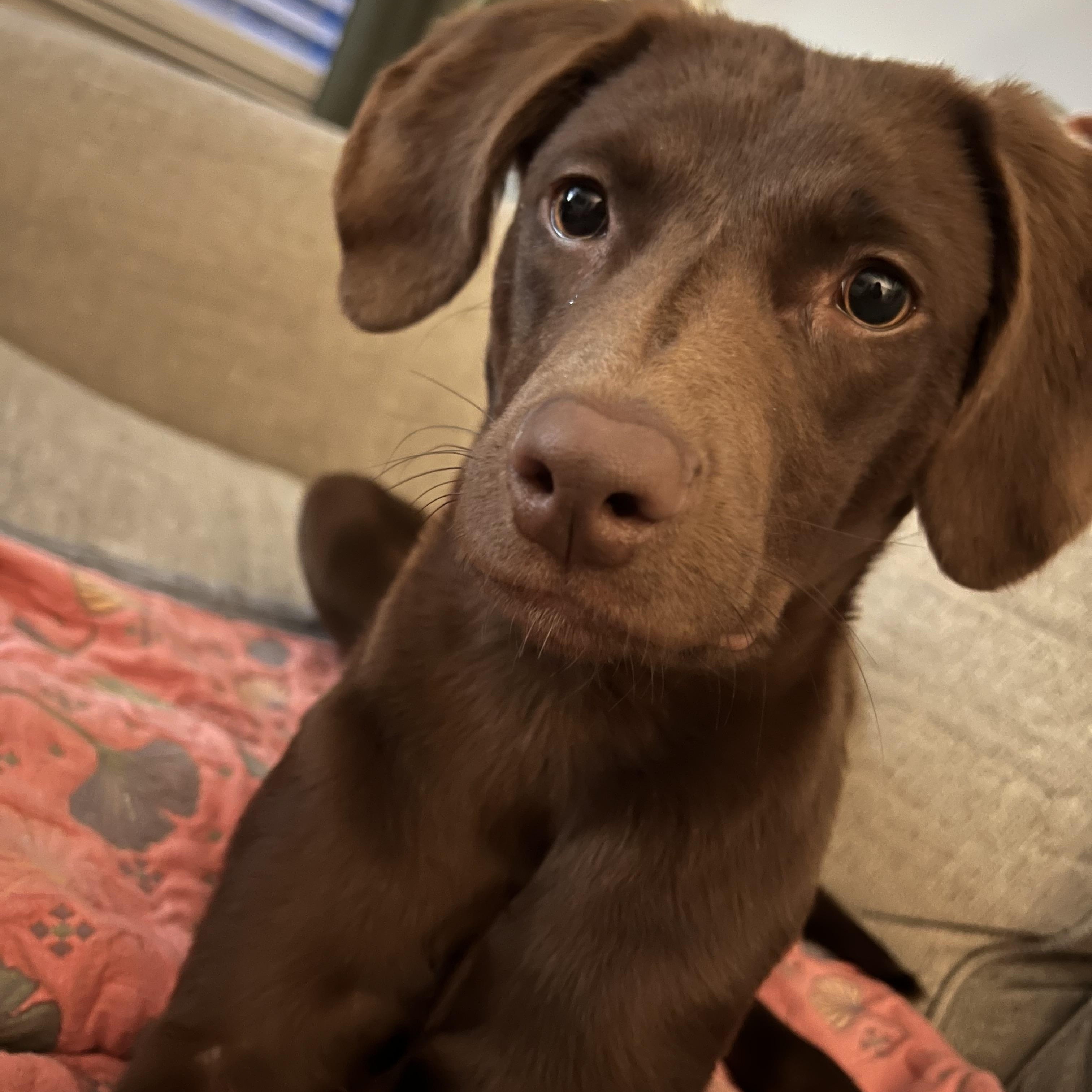 Enlarge Beau, a ADOPTABLE mixed breed in Charlotte, NC image 5/5