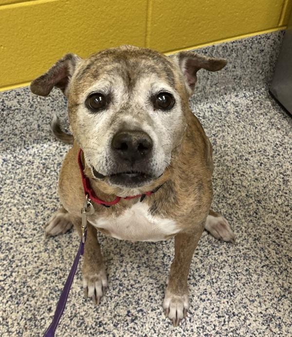 Roxy, Adoptable, Senior Female Boxer.