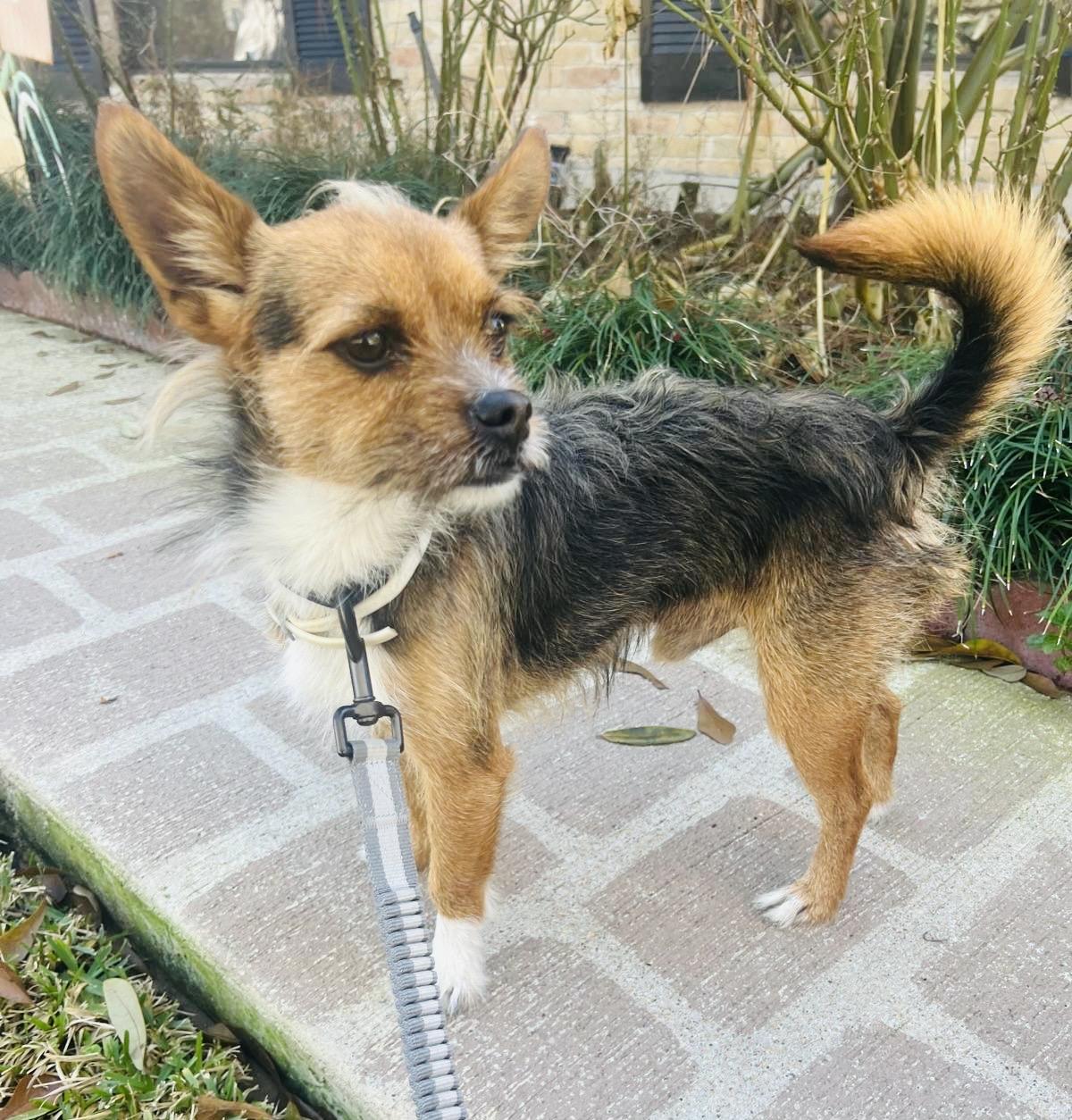 Dog for adoption - Charlie, a Chihuahua &amp; Yorkshire Terrier Mix in ...