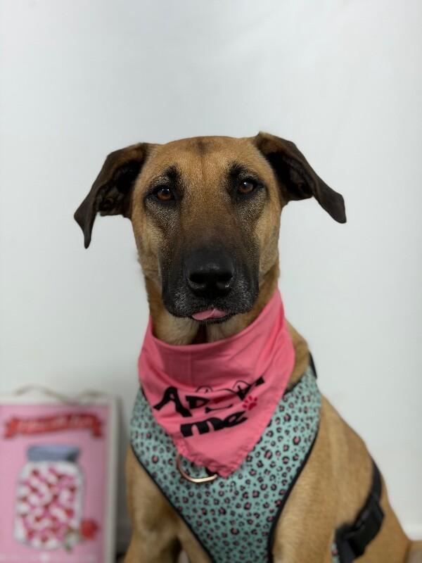 Vanellope-One of our Amazing Rescue Dogs photo