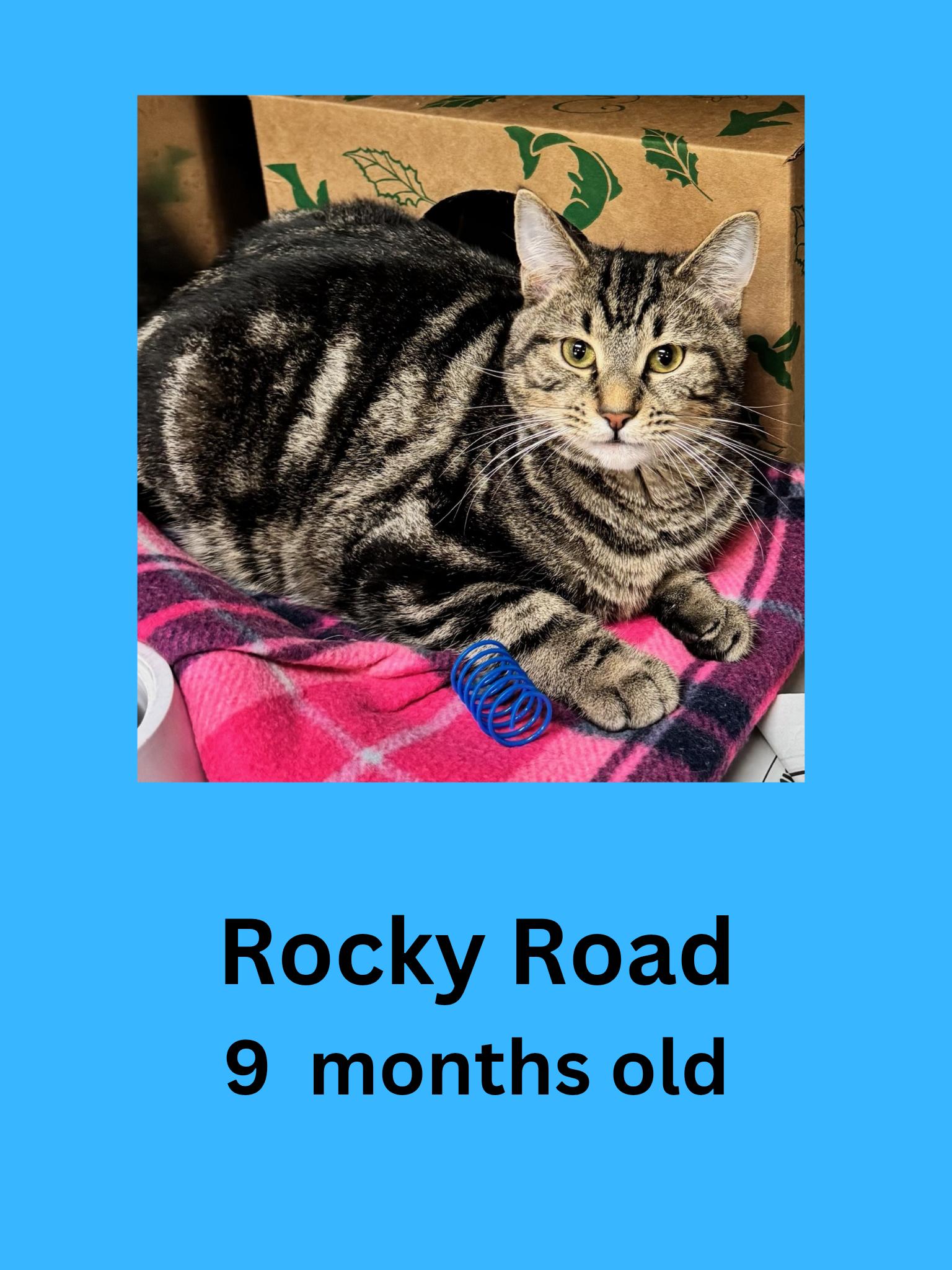 Enlarge Rocky Road, a ADOPTABLE Domestic Short Hair in Ravenna, OH image 1/1