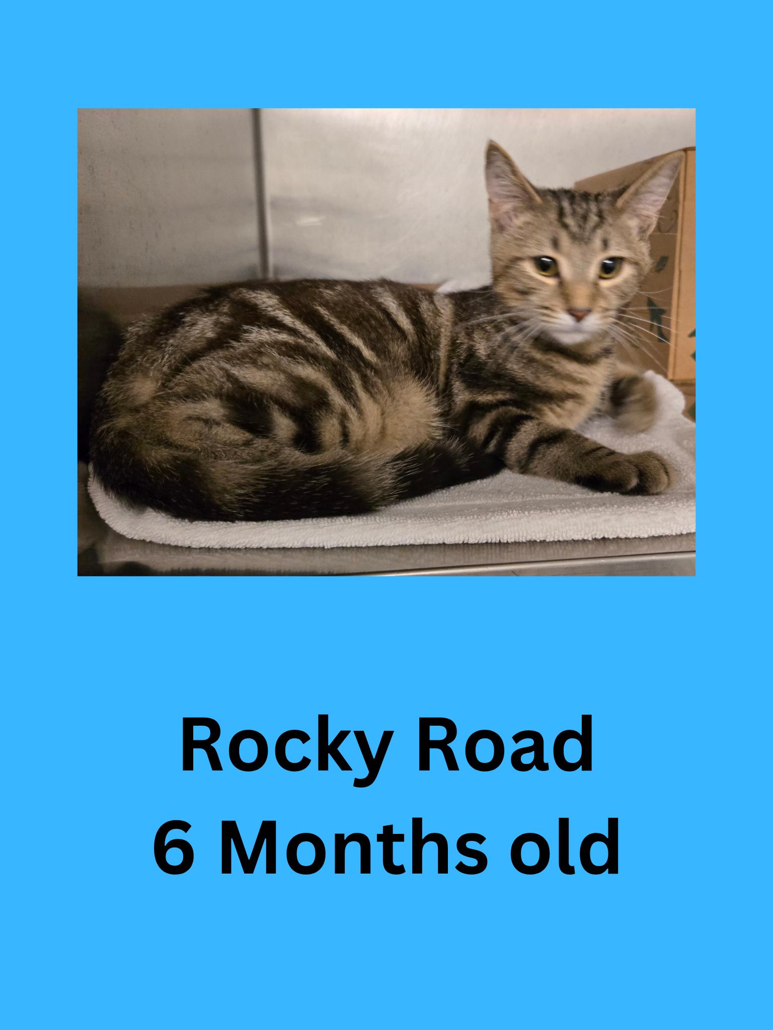 Rocky Road, ADOPTABLE, Adult Male Domestic Short Hair.