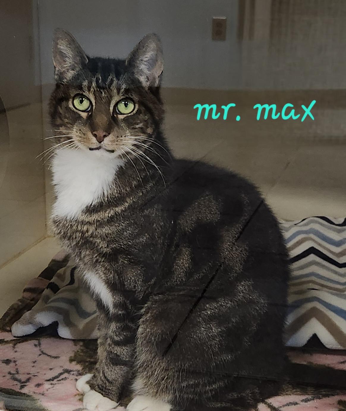 Mr. Max, ADOPTABLE, Senior Male Domestic Short Hair.