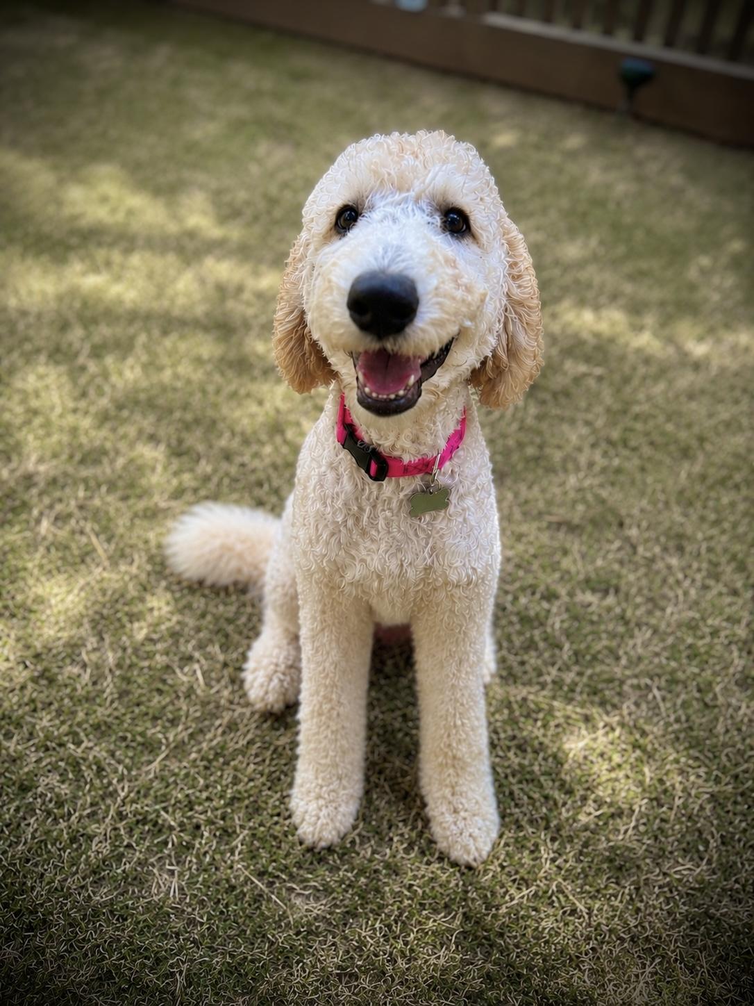 Edith, Adoptable, Young Female Goldendoodle.