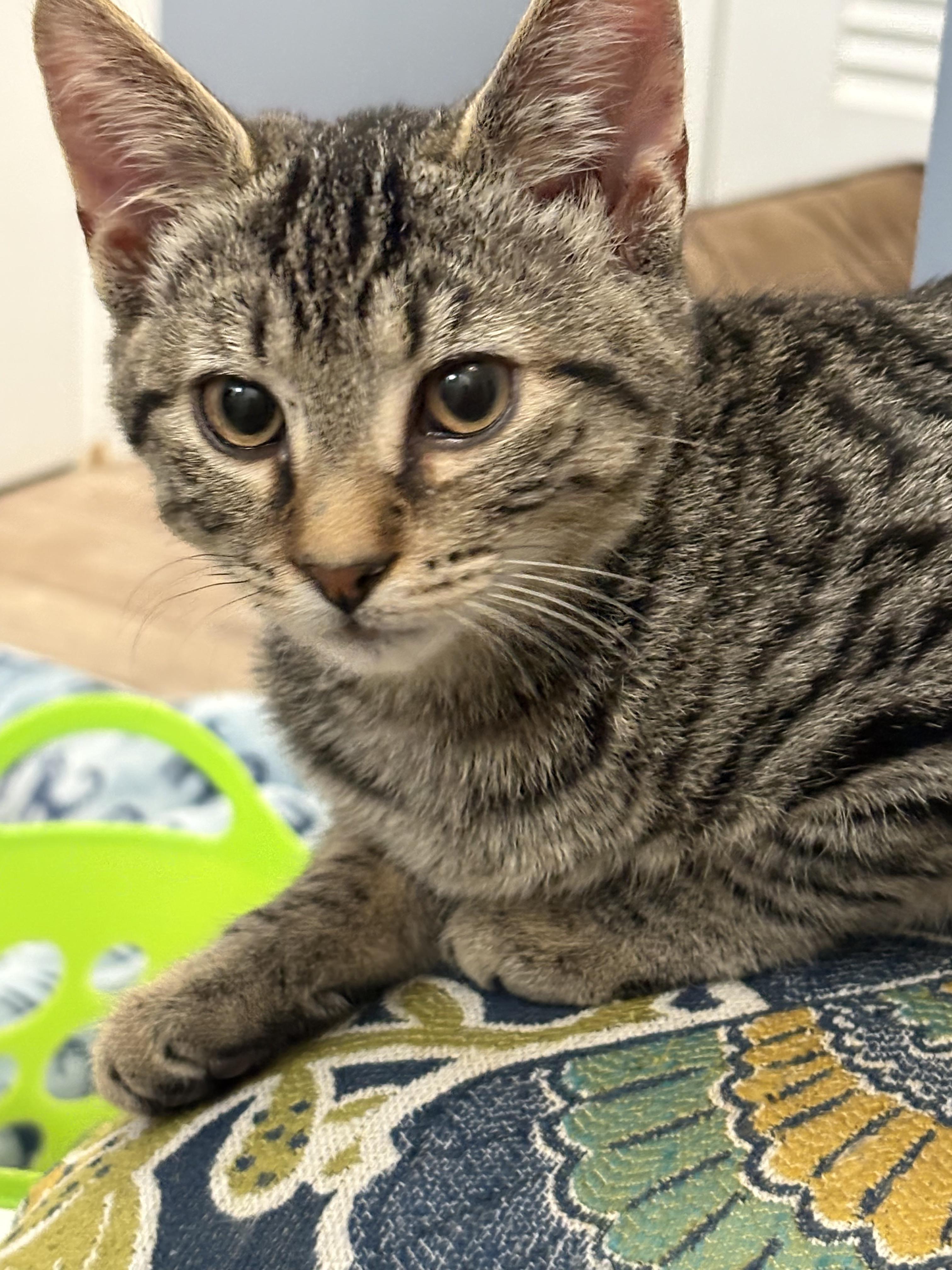 Enlarge Zeke , a Adoptable Domestic Short Hair in Sneads Ferry, NC image 1/4