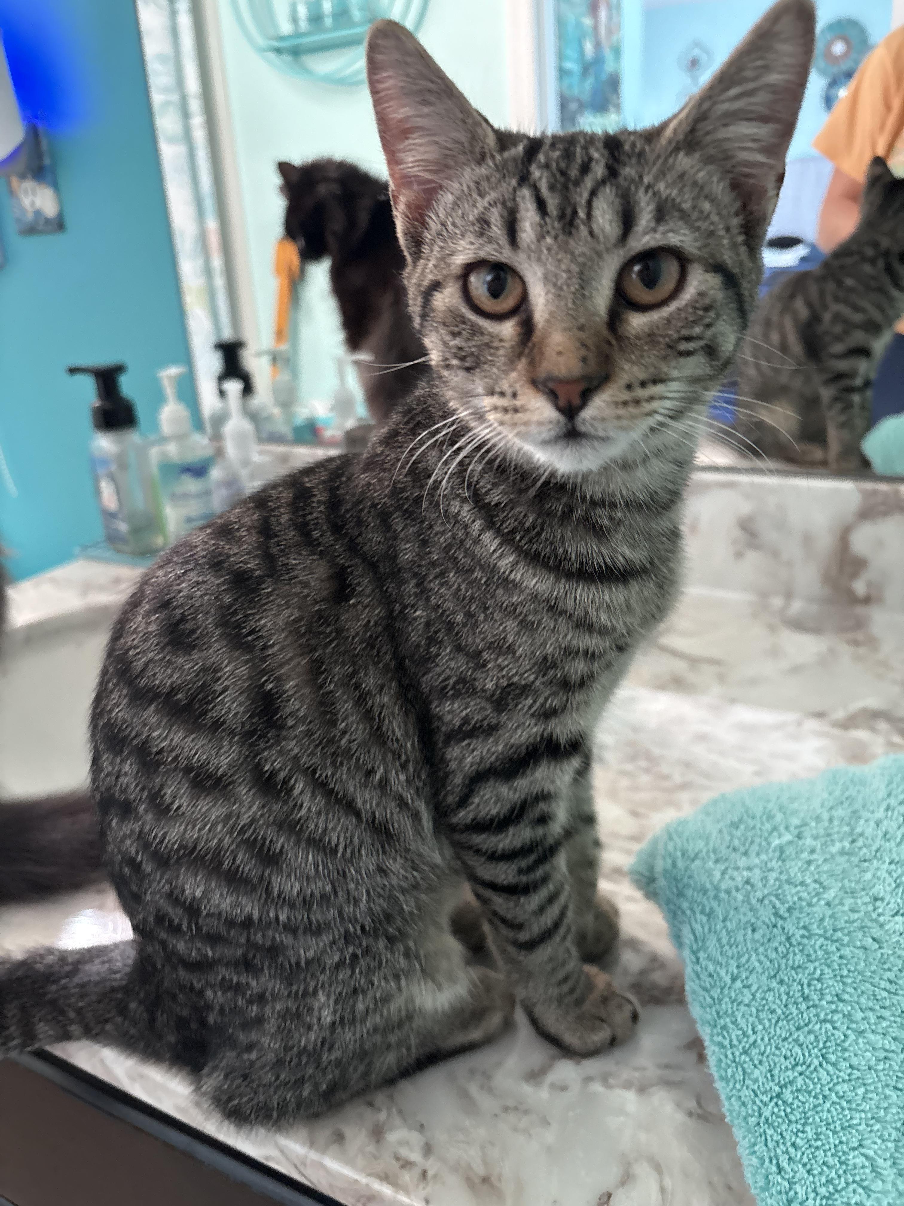 Enlarge Zeke , a Adoptable Domestic Short Hair in Sneads Ferry, NC image 2/4