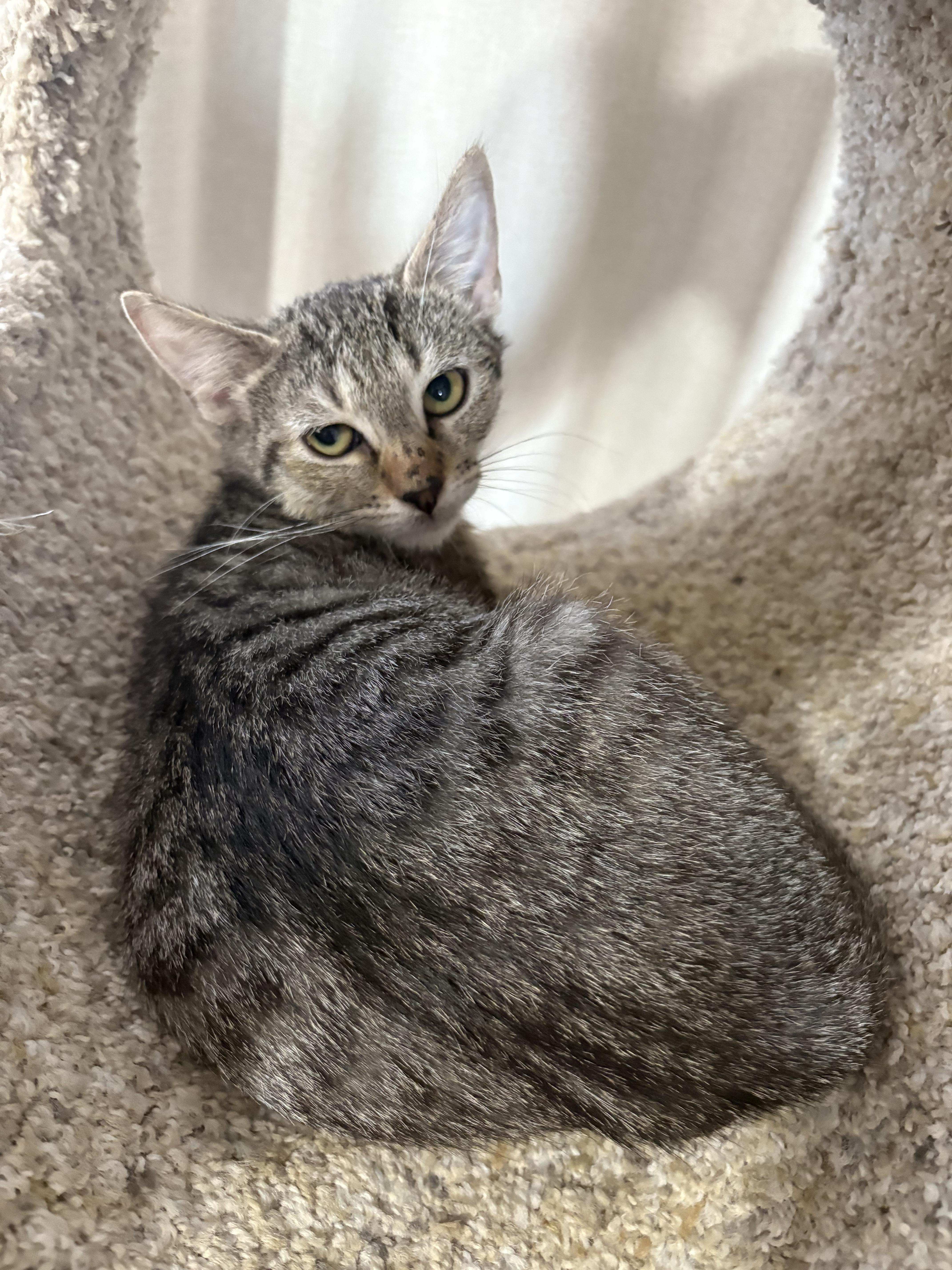 Enlarge Zeke , a Adoptable Domestic Short Hair in Sneads Ferry, NC image 3/4