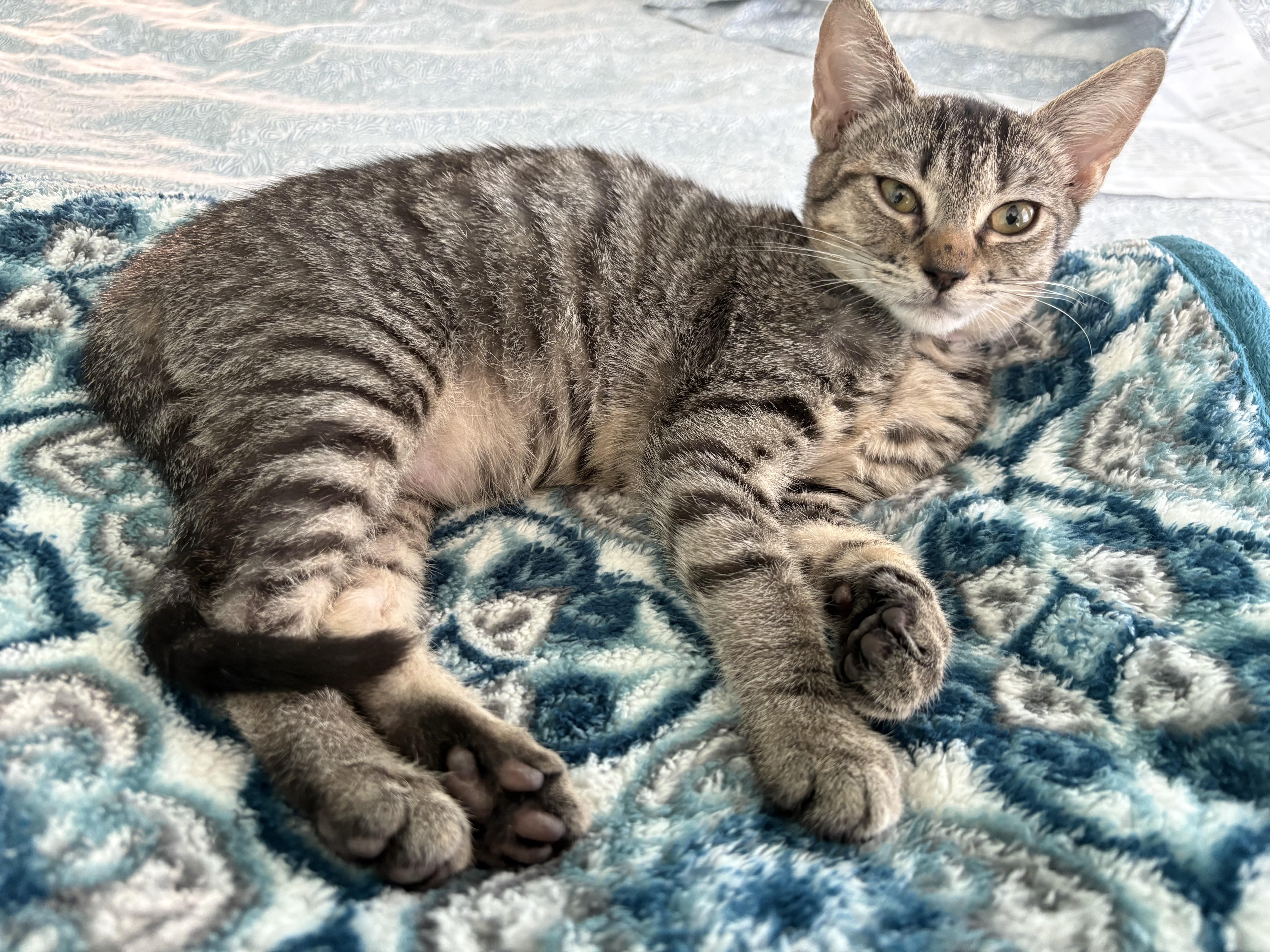 Zeke , Adoptable, Young Male Domestic Short Hair.