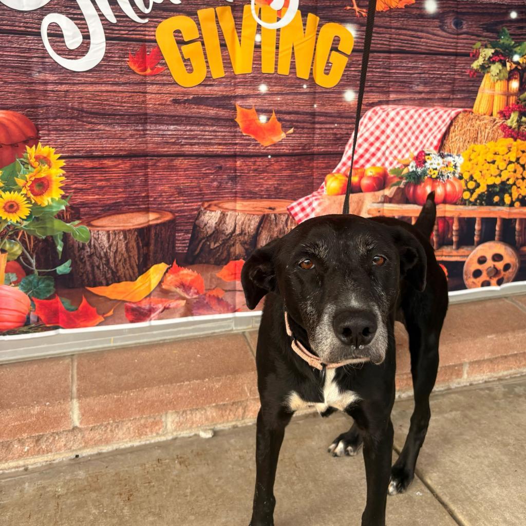 Beauty, Adoptable, Senior Female Labrador Retriever & Retriever.