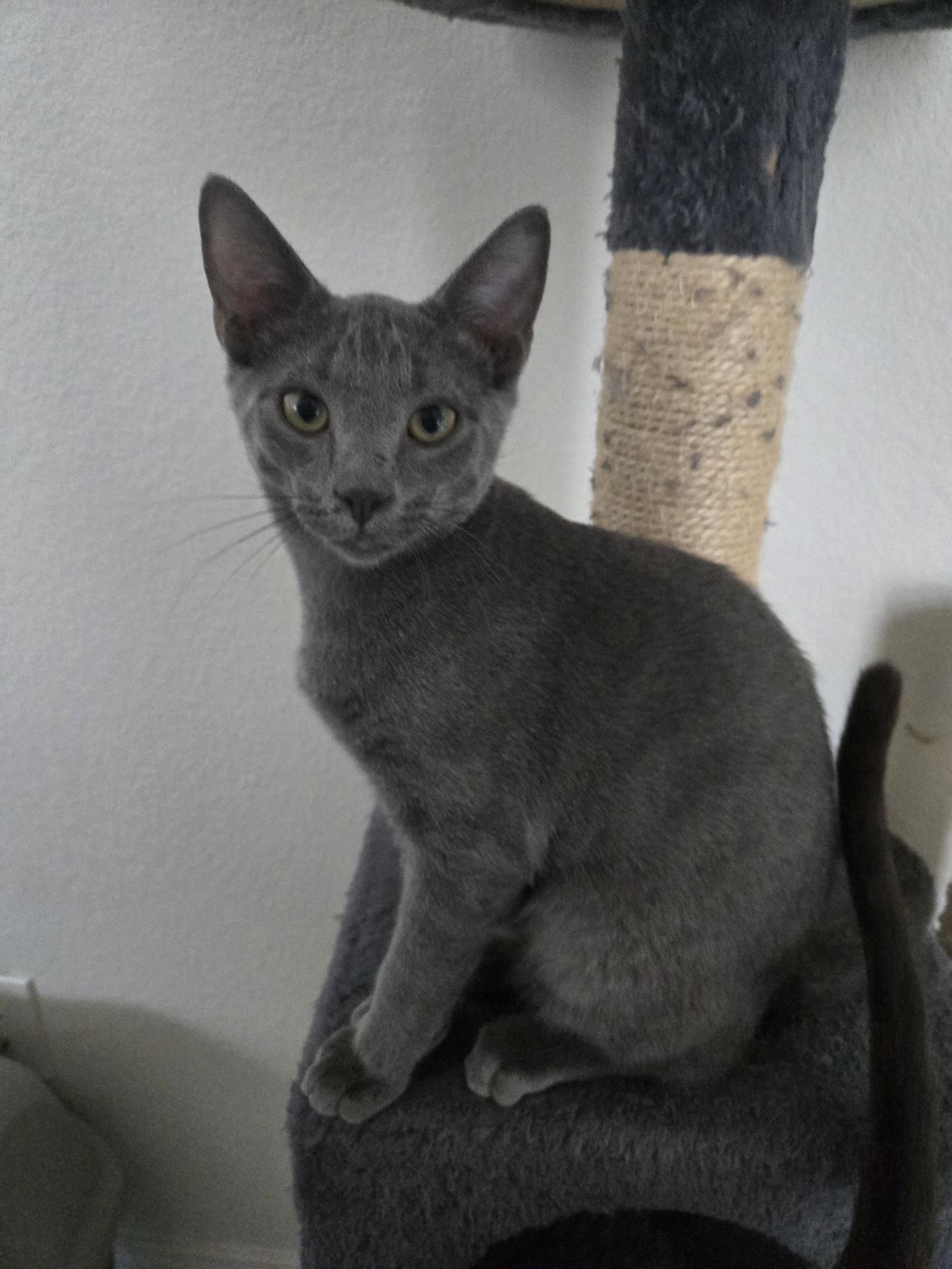 Stiles, Adoptable, Kitten Male Domestic Short Hair.