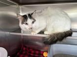 Astro, ADOPTABLE, Adult Male Domestic Medium Hair.