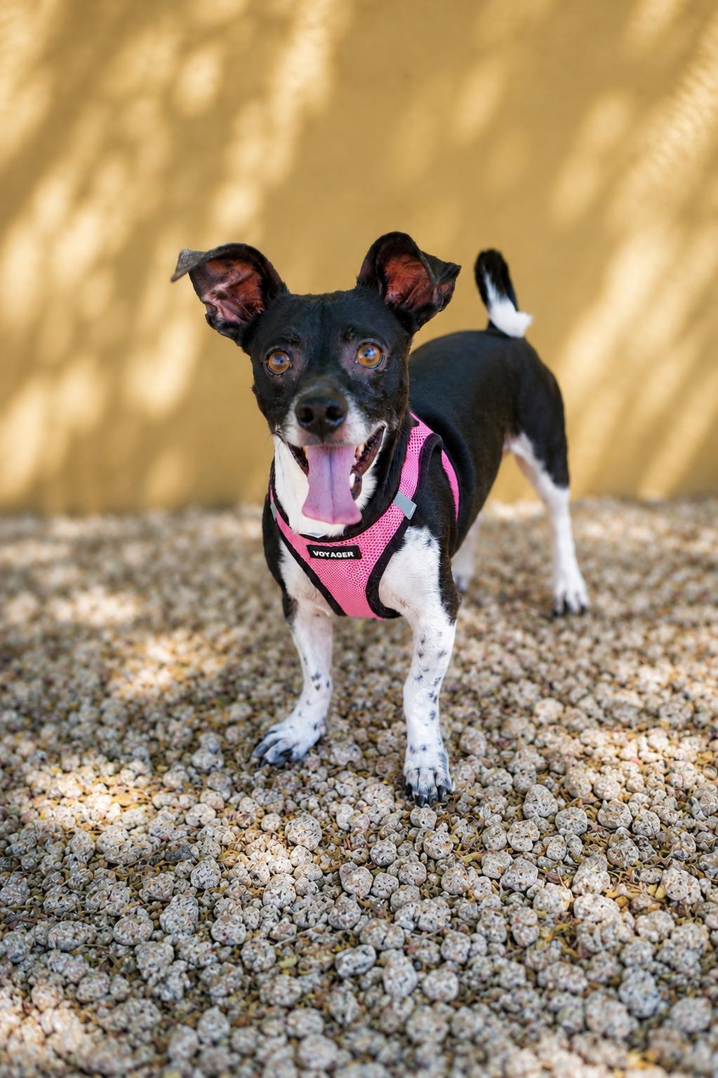 Lewis, a ADOPTABLE mixed breed in Scottsdale, AZ image 3/3