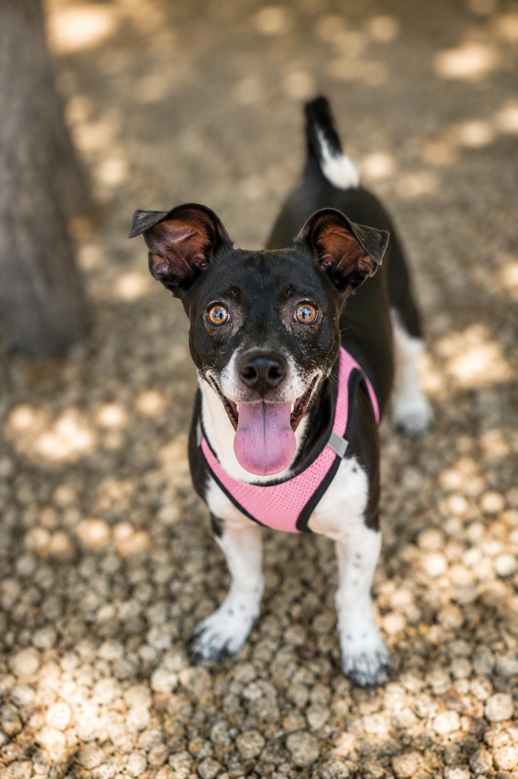 Lewis, a ADOPTABLE mixed breed in Scottsdale, AZ image 2/3