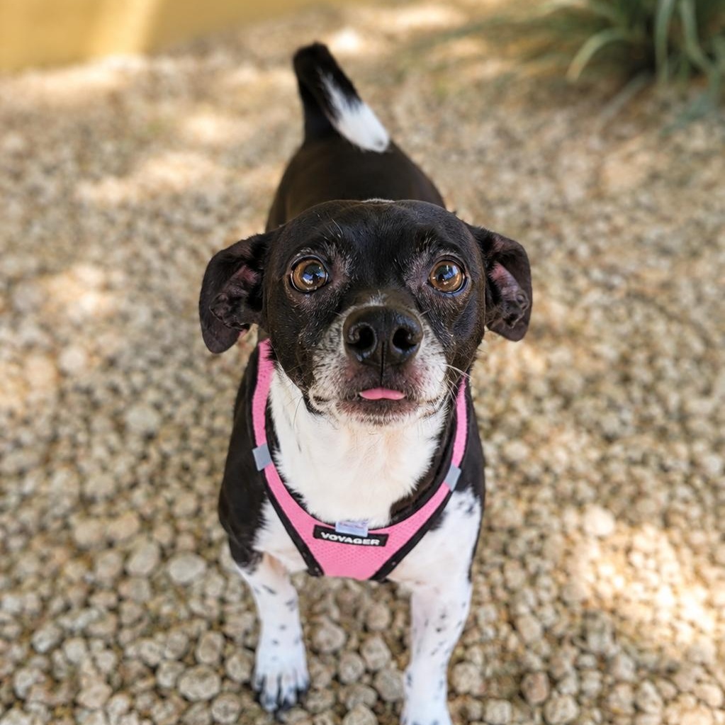 Lewis, ADOPTABLE, Adult Female Chihuahua & Jack Russell Terrier.