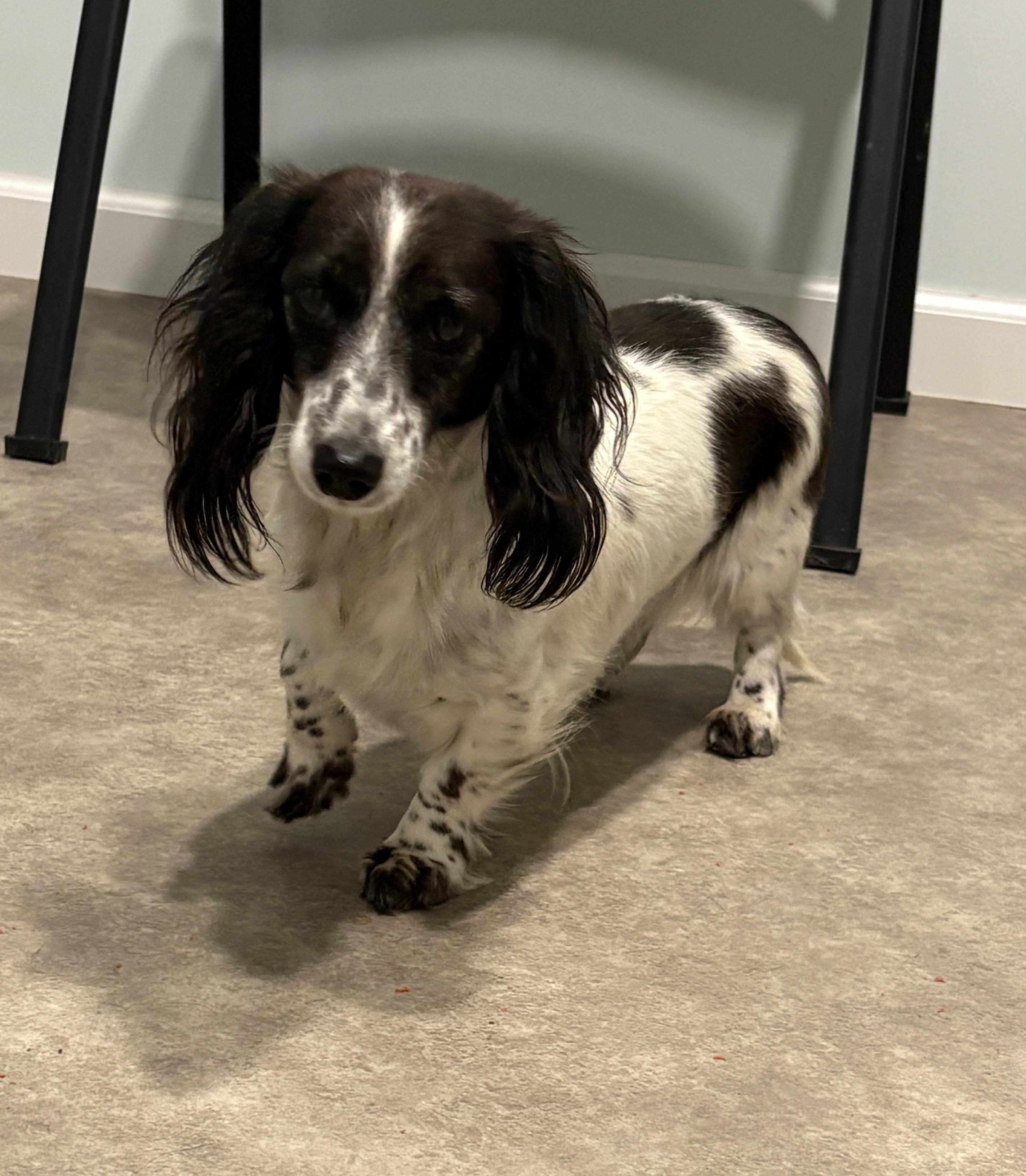 Enlarge Dulcie, a Adoptable Dachshund (Miniature Long Haired) in Grant, NE image 2/4