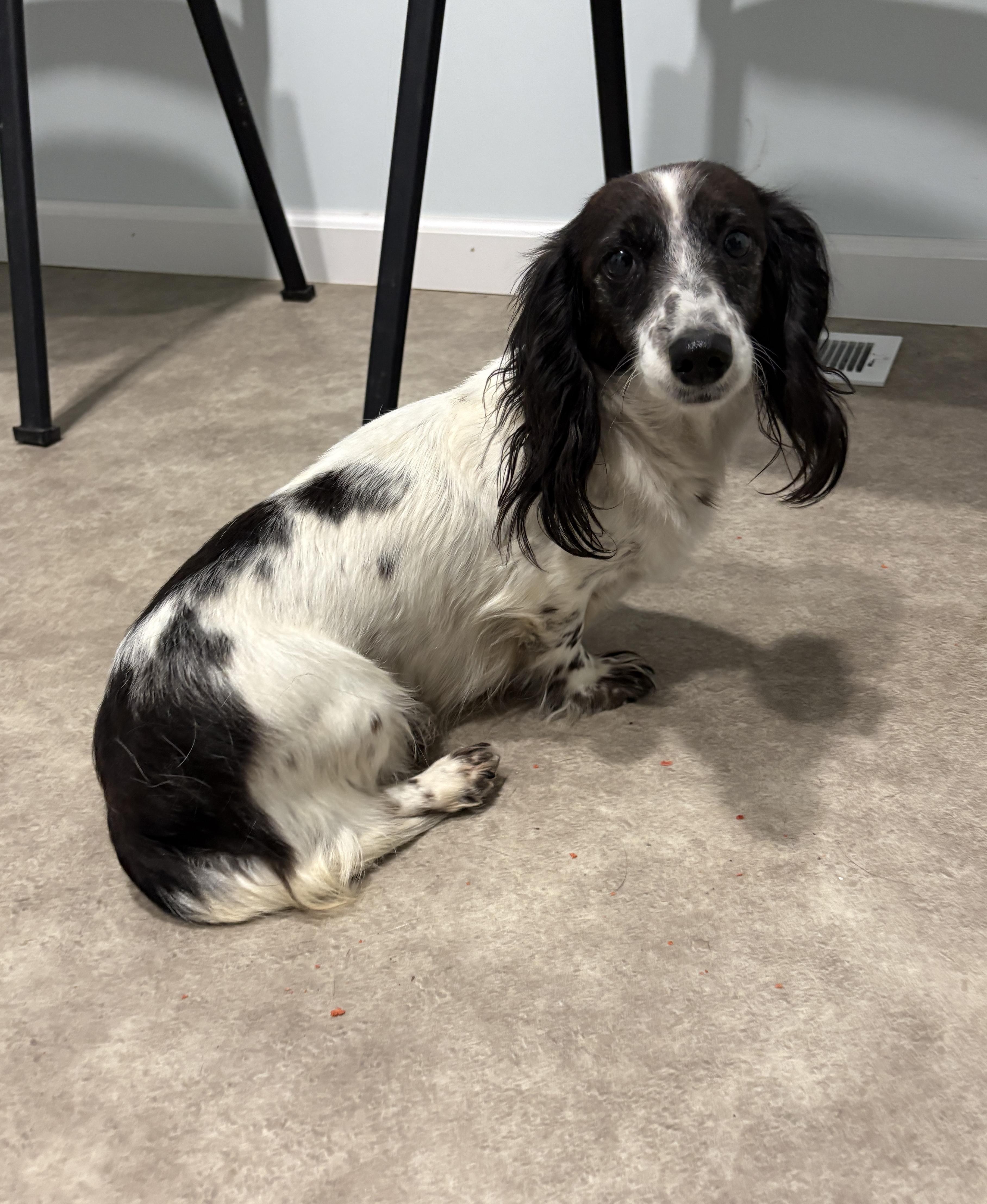 Dulcie, Adoptable, Senior Female Dachshund (Miniature Long Haired).