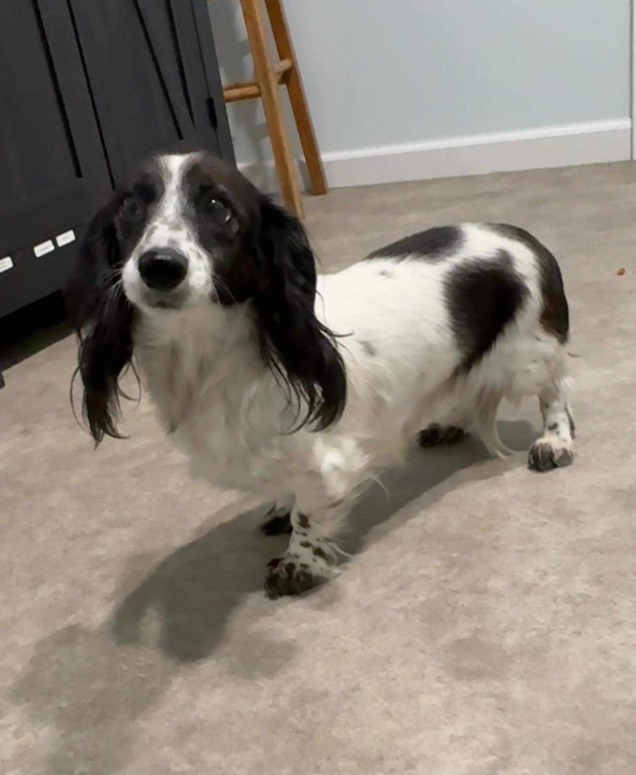 Enlarge Dulcie, a Adoptable Dachshund (Miniature Long Haired) in Grant, NE image 4/4