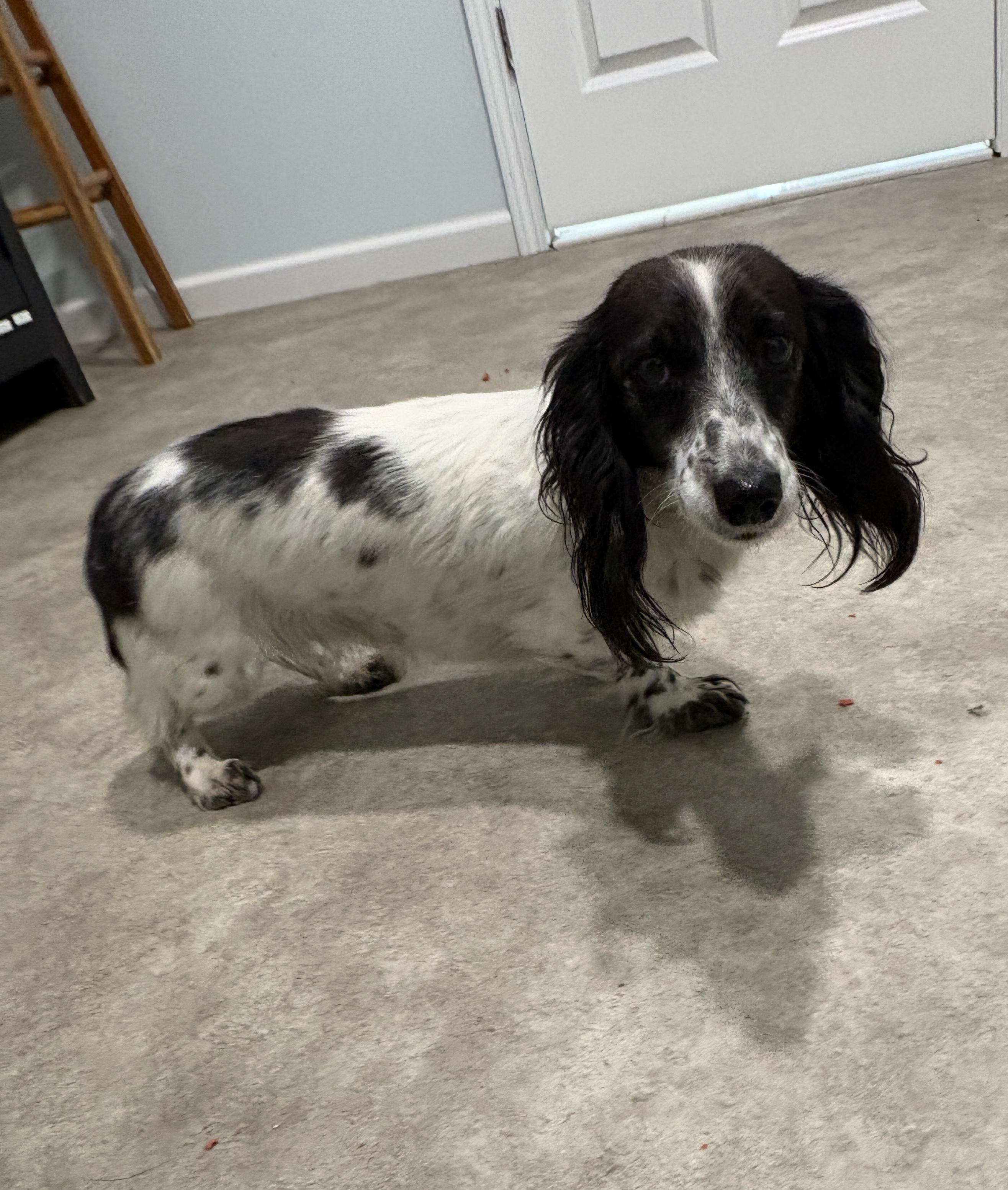 Enlarge Dulcie, a Adoptable Dachshund (Miniature Long Haired) in Grant, NE image 3/4