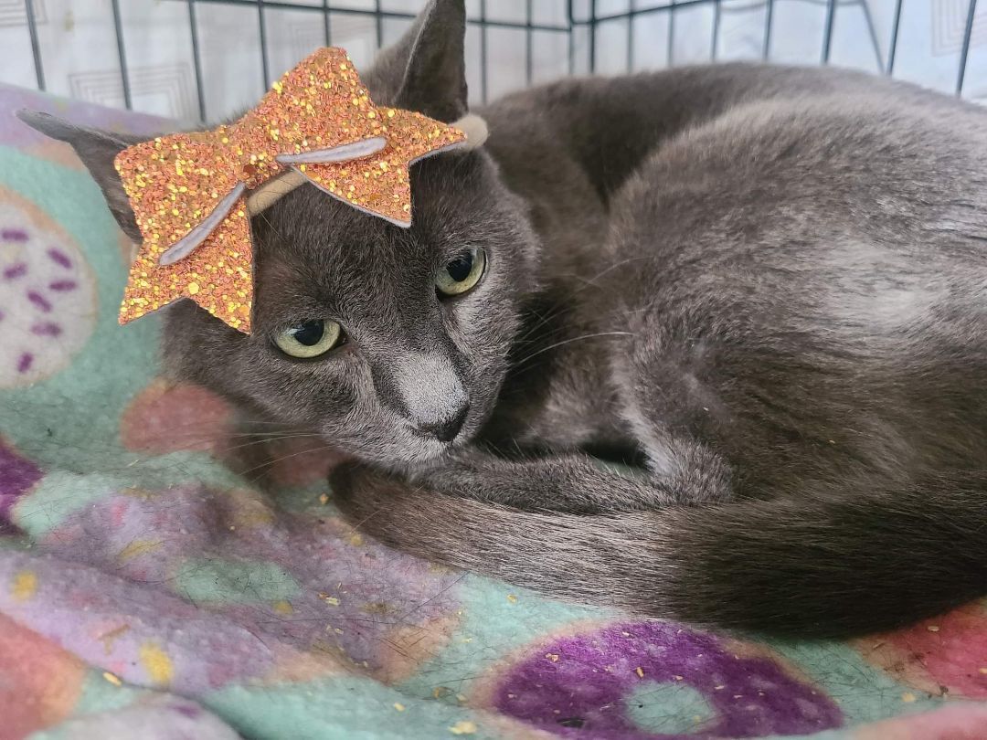 Anya, a Adoptable mixed breed in Spring Hill, FL image 1/2