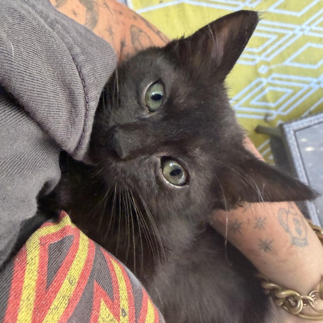 Moira Rose, Adoptable, Kitten Female Domestic Short Hair.