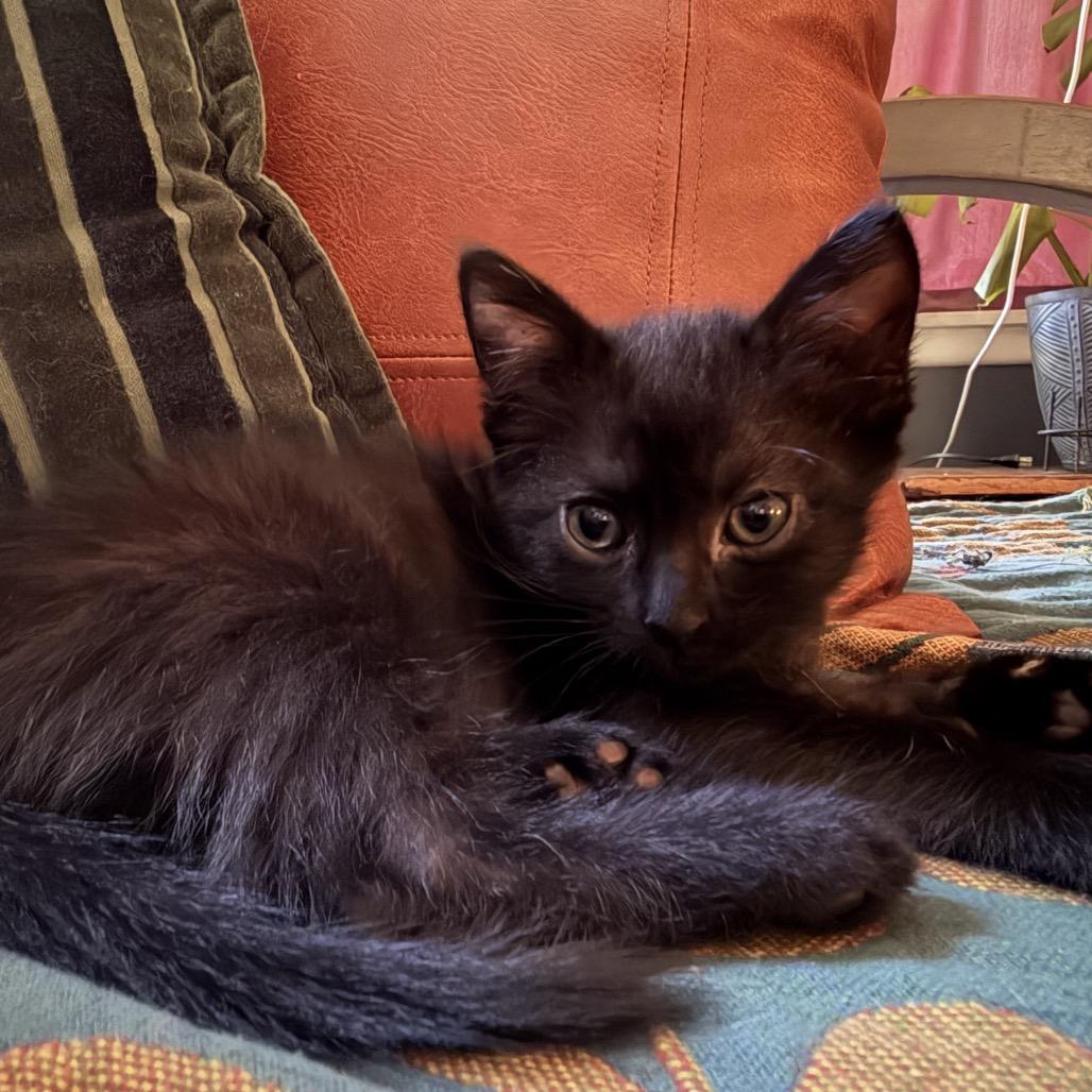 Enlarge Moira Rose, a Adoptable Domestic Short Hair in Los Angeles, CA image 3/3
