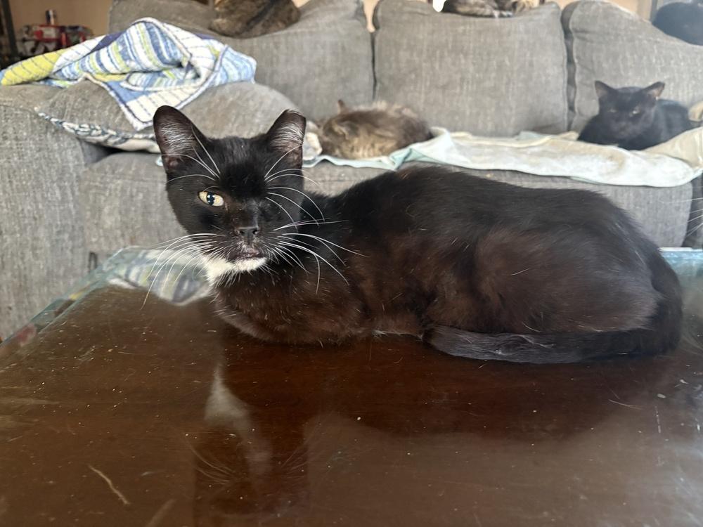 Shortstop, Adoptable, Adult Female Domestic Short Hair.