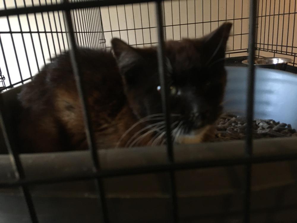 Enlarge Shortstop, a Adoptable Domestic Short Hair in Central Islip, NY image 2/3