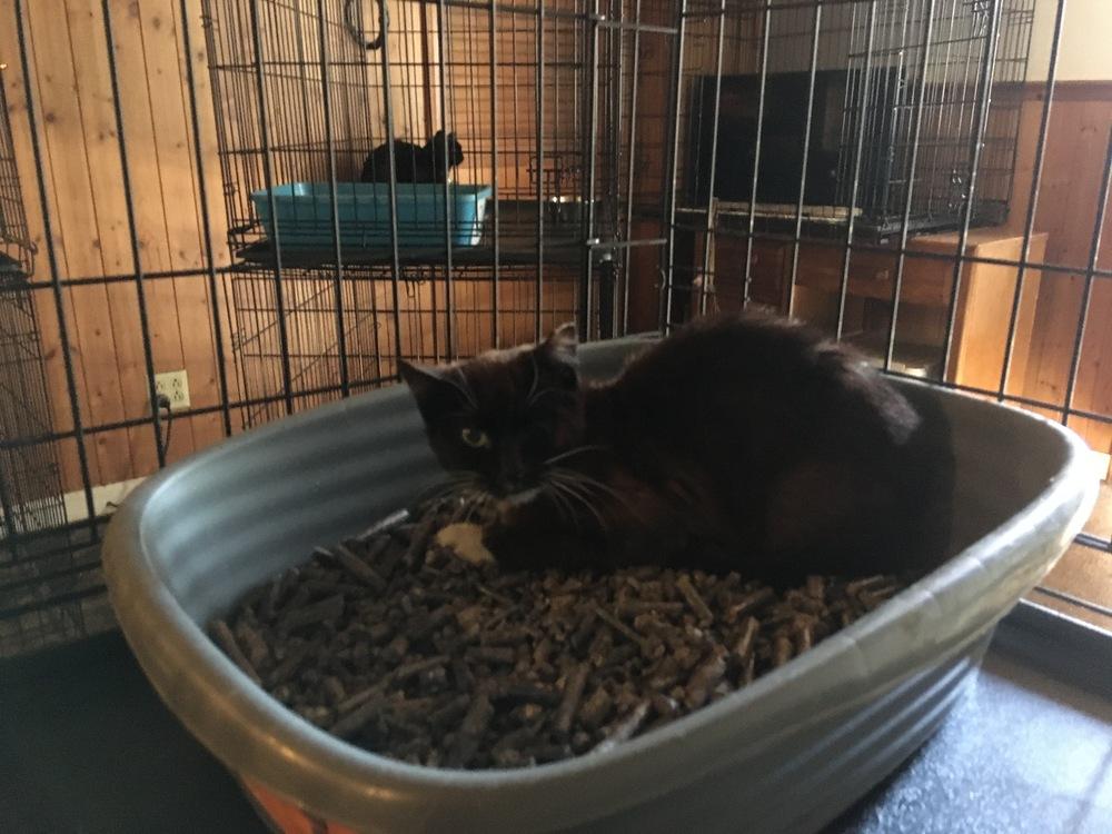 Enlarge Shortstop, a Adoptable Domestic Short Hair in Central Islip, NY image 3/3