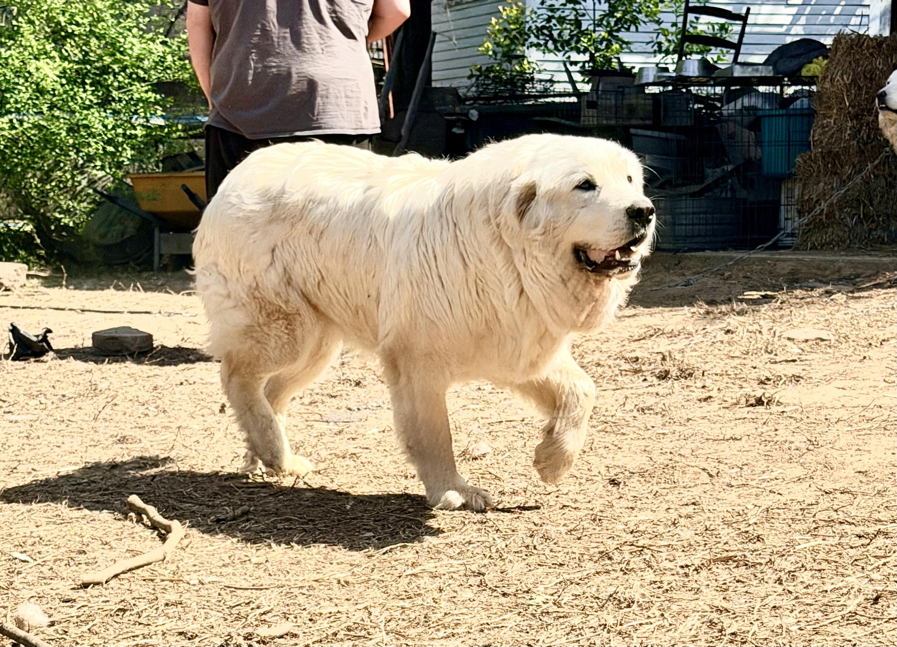 Enlarge FORREST, a Adoptable Great Pyrenees in Brattleboro, VT image 6/6