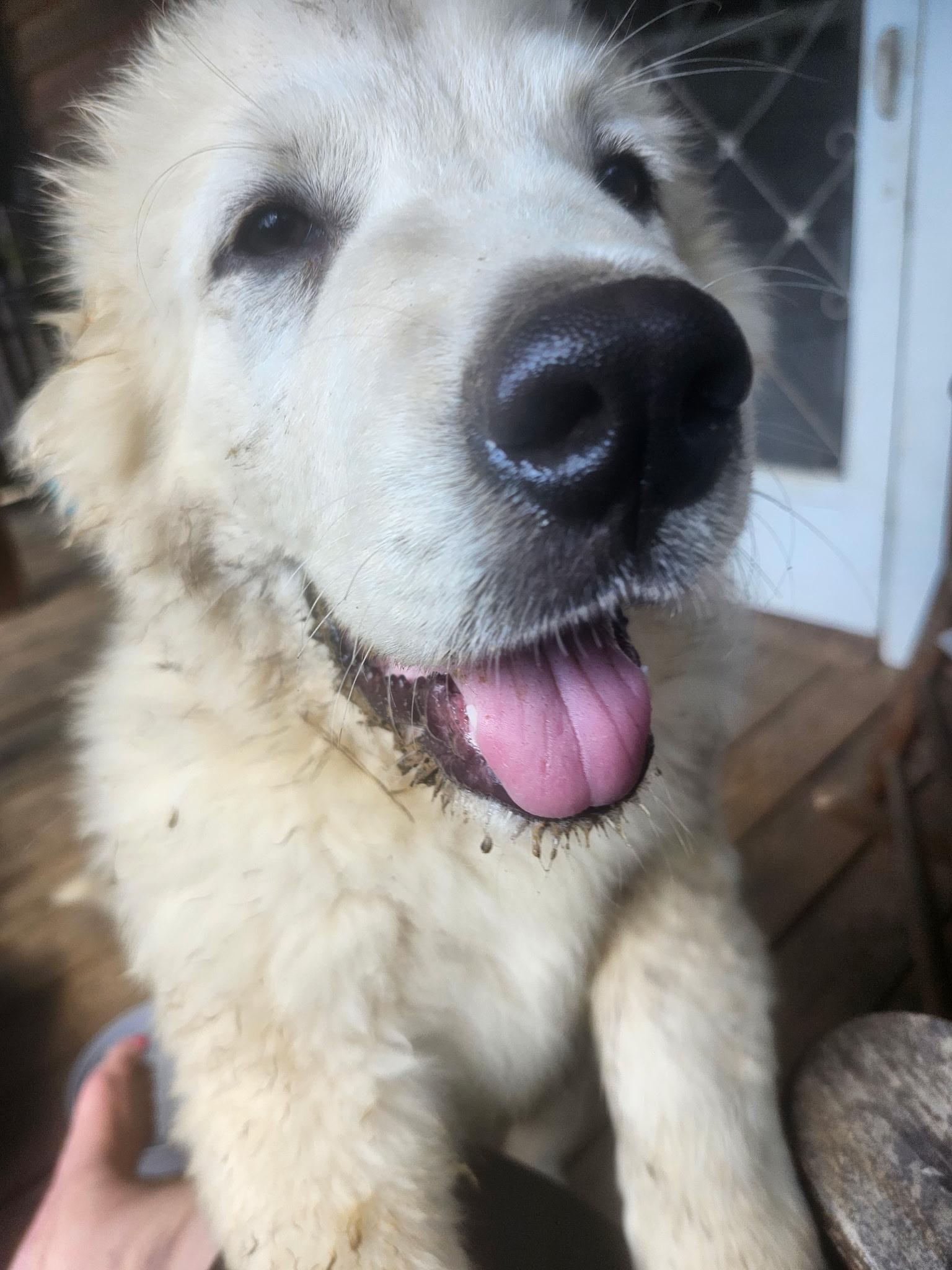 Enlarge FORREST, a Adoptable Great Pyrenees in Brattleboro, VT image 3/6