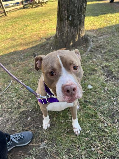 Enlarge Hunter, a ADOPTABLE Mixed Breed in Reisterstown, MD image 1/1