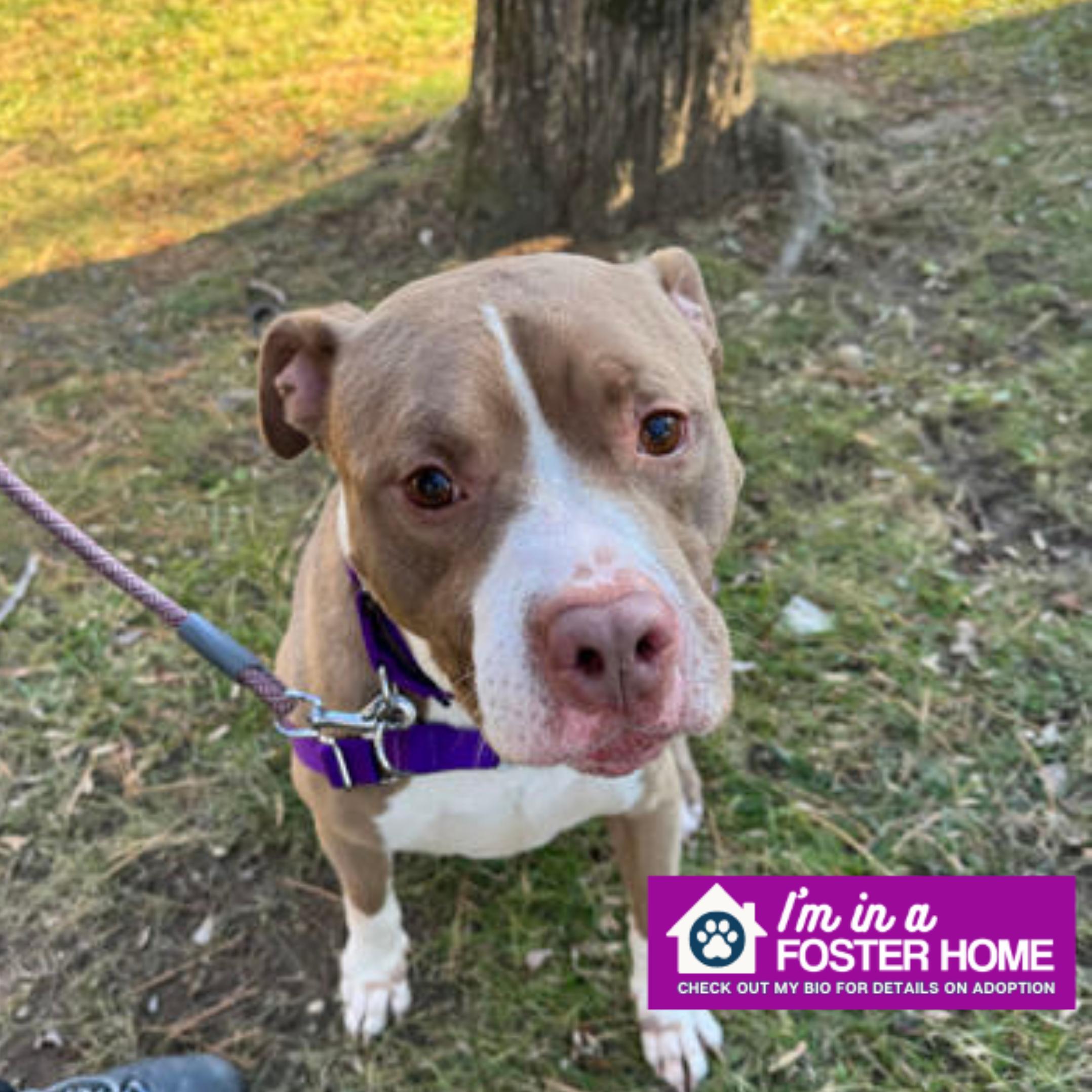 Hunter, Adoptable, Adult Male Mixed Breed.