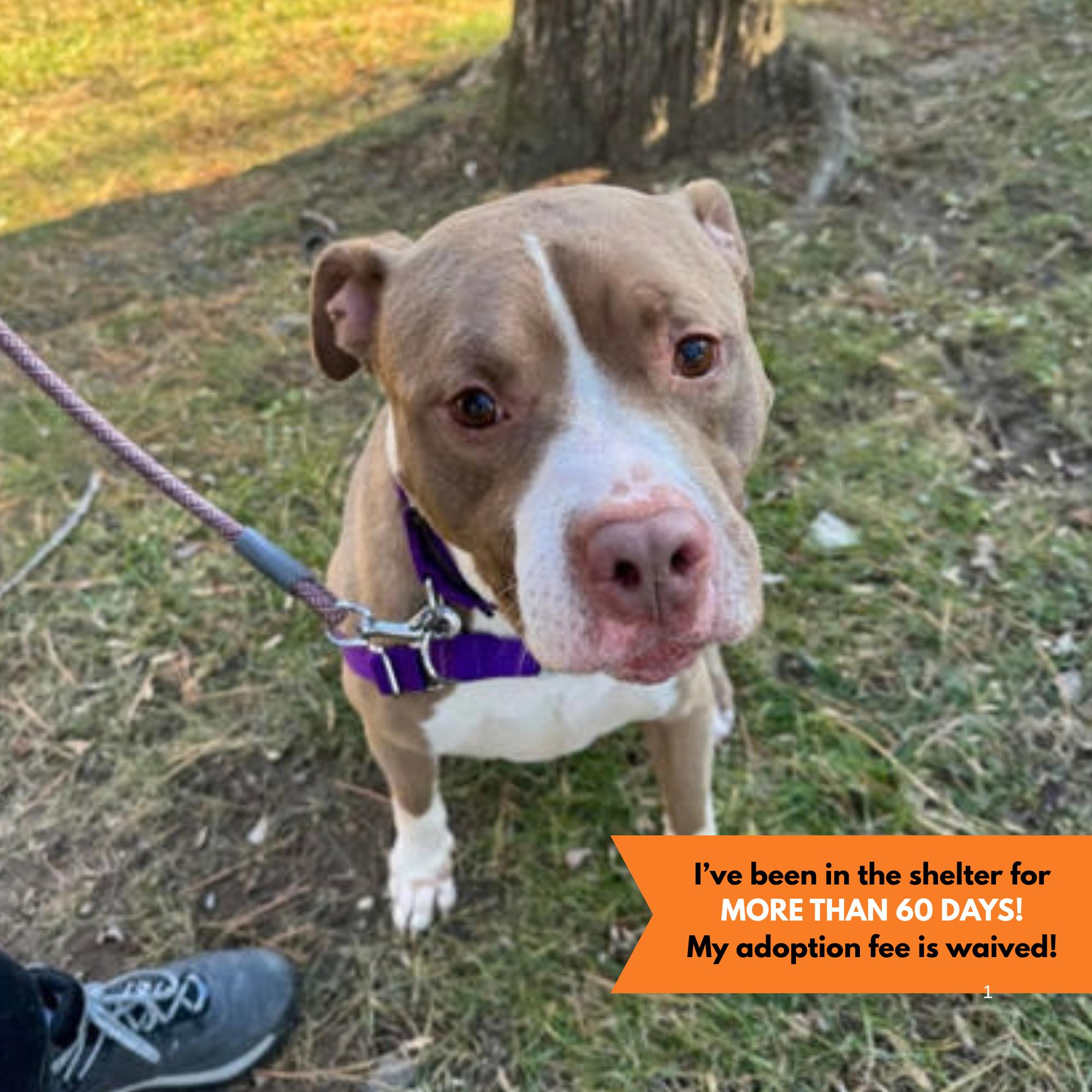 Hunter, Adoptable, Adult Male Mixed Breed.