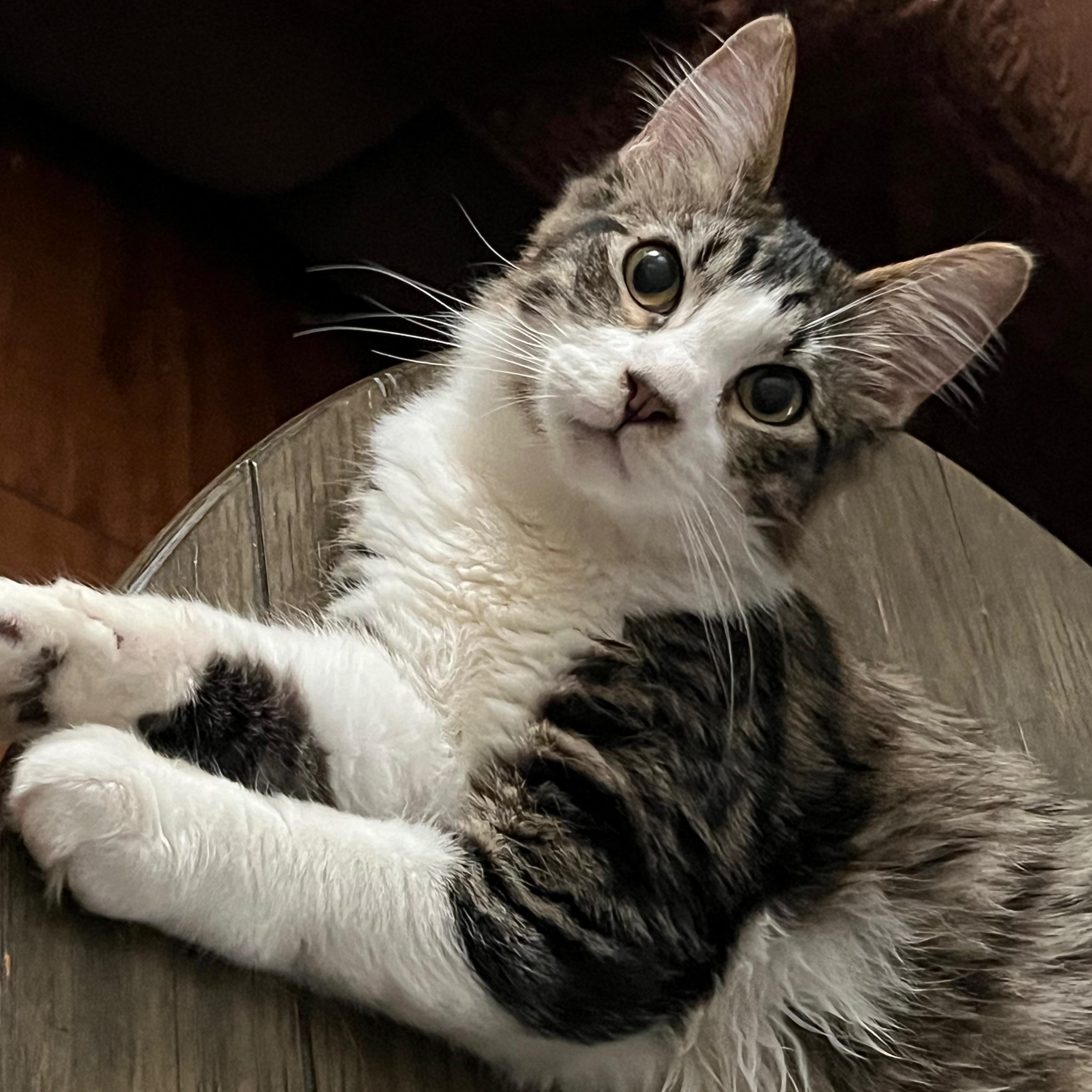 Enlarge Milo , an adopted Domestic Medium Hair in San Jose, CA image 3/5
