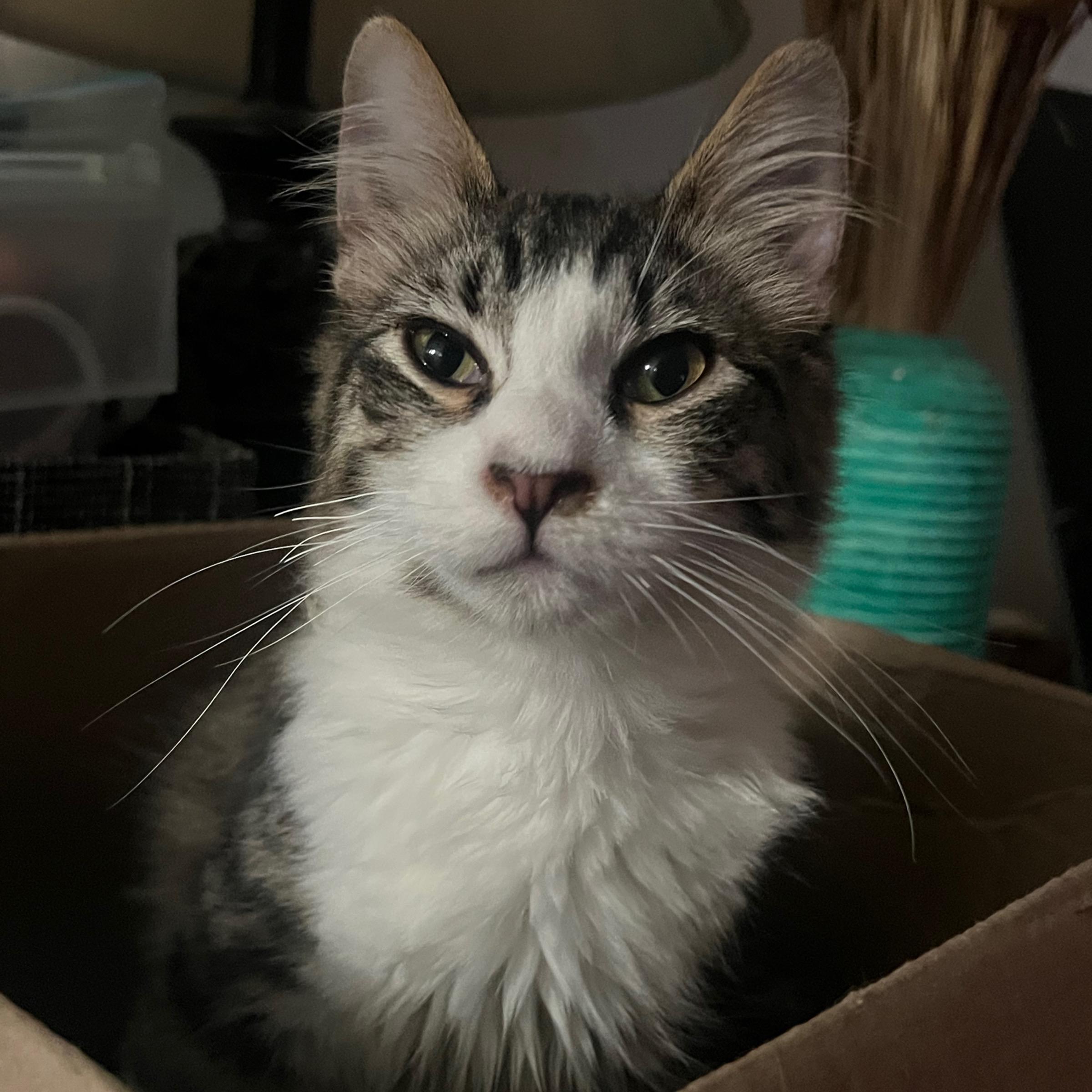 Enlarge Milo , an adopted Domestic Medium Hair in San Jose, CA image 5/5