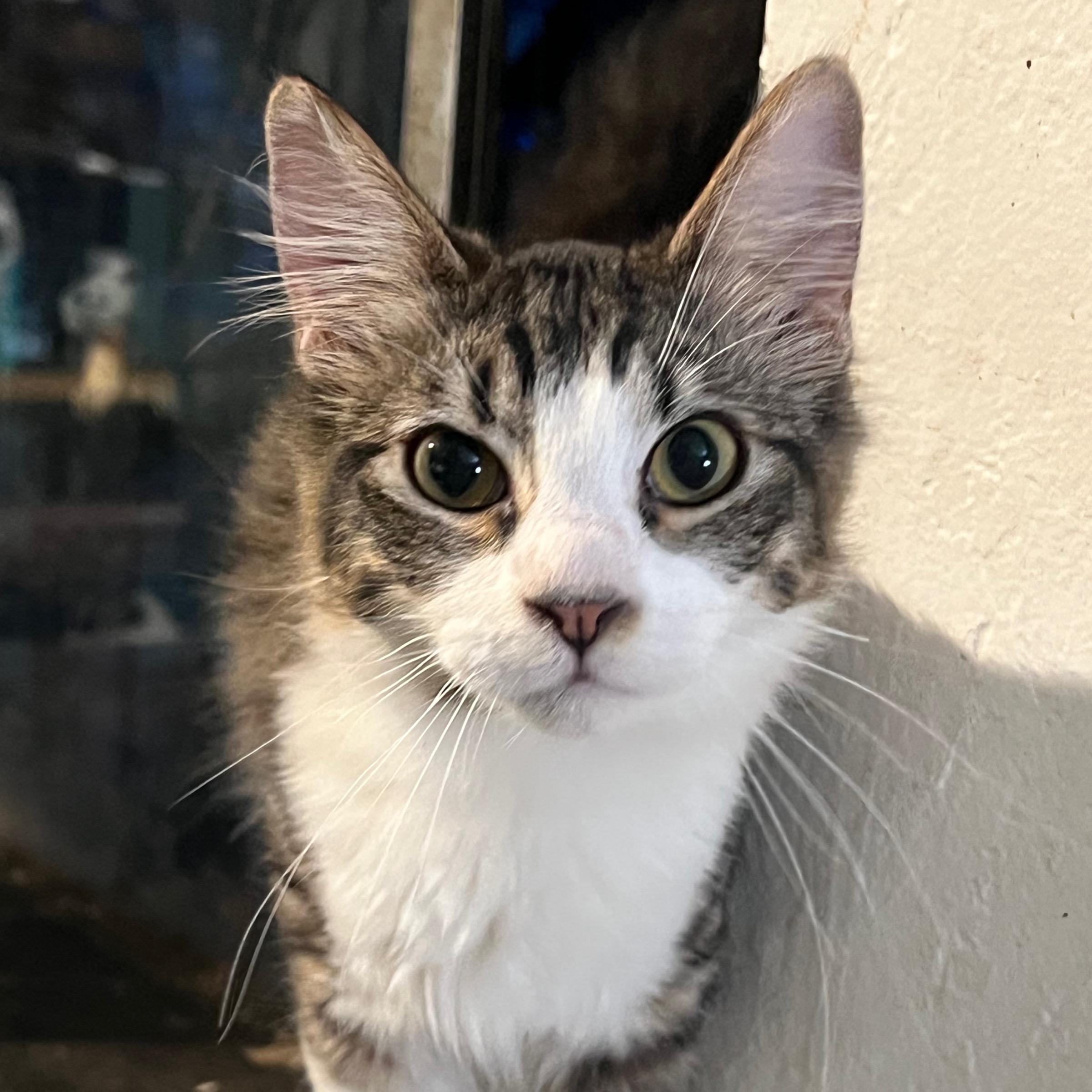 Enlarge Milo , an adopted Domestic Medium Hair in San Jose, CA image 2/5