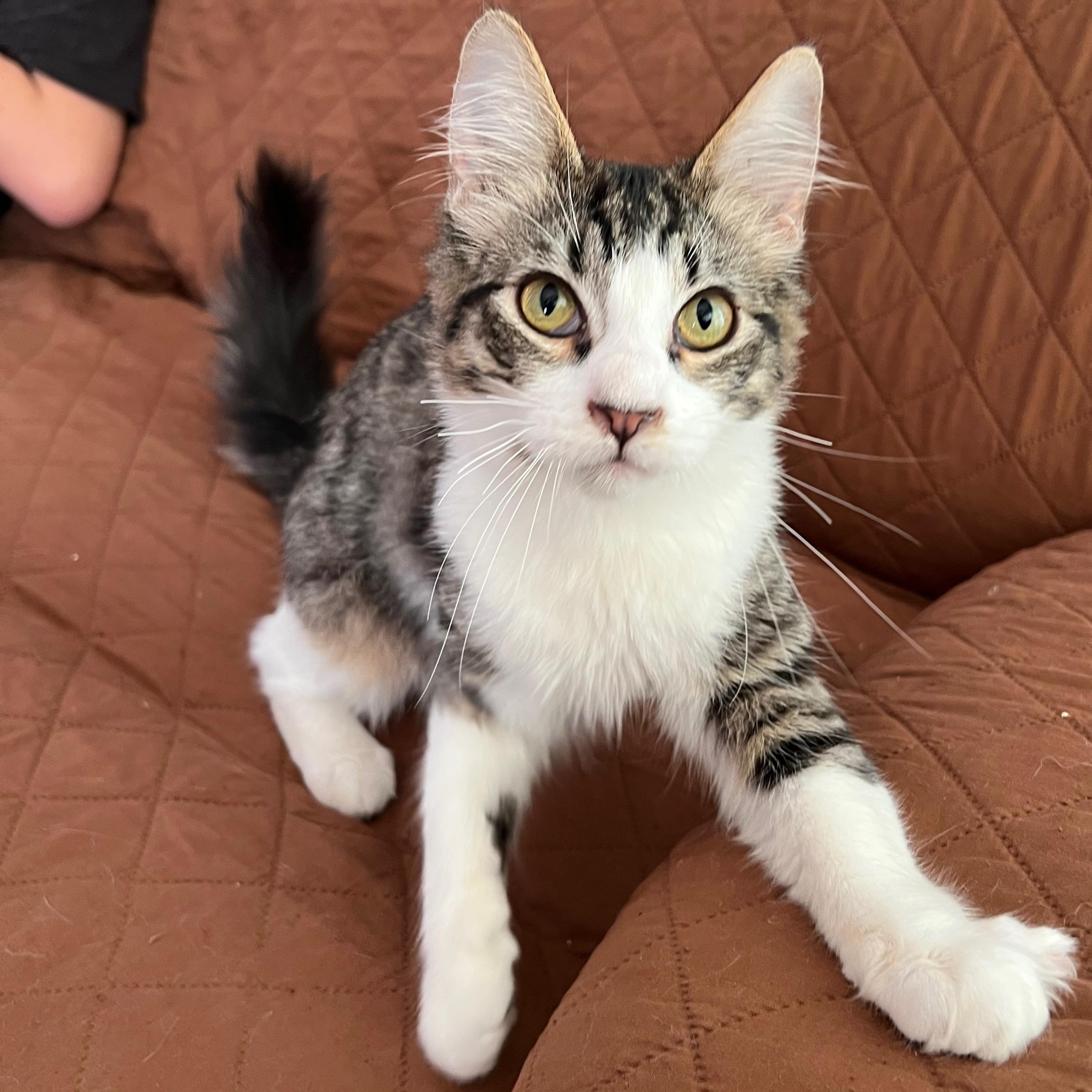 Enlarge Milo , an adopted Domestic Medium Hair in San Jose, CA image 1/5