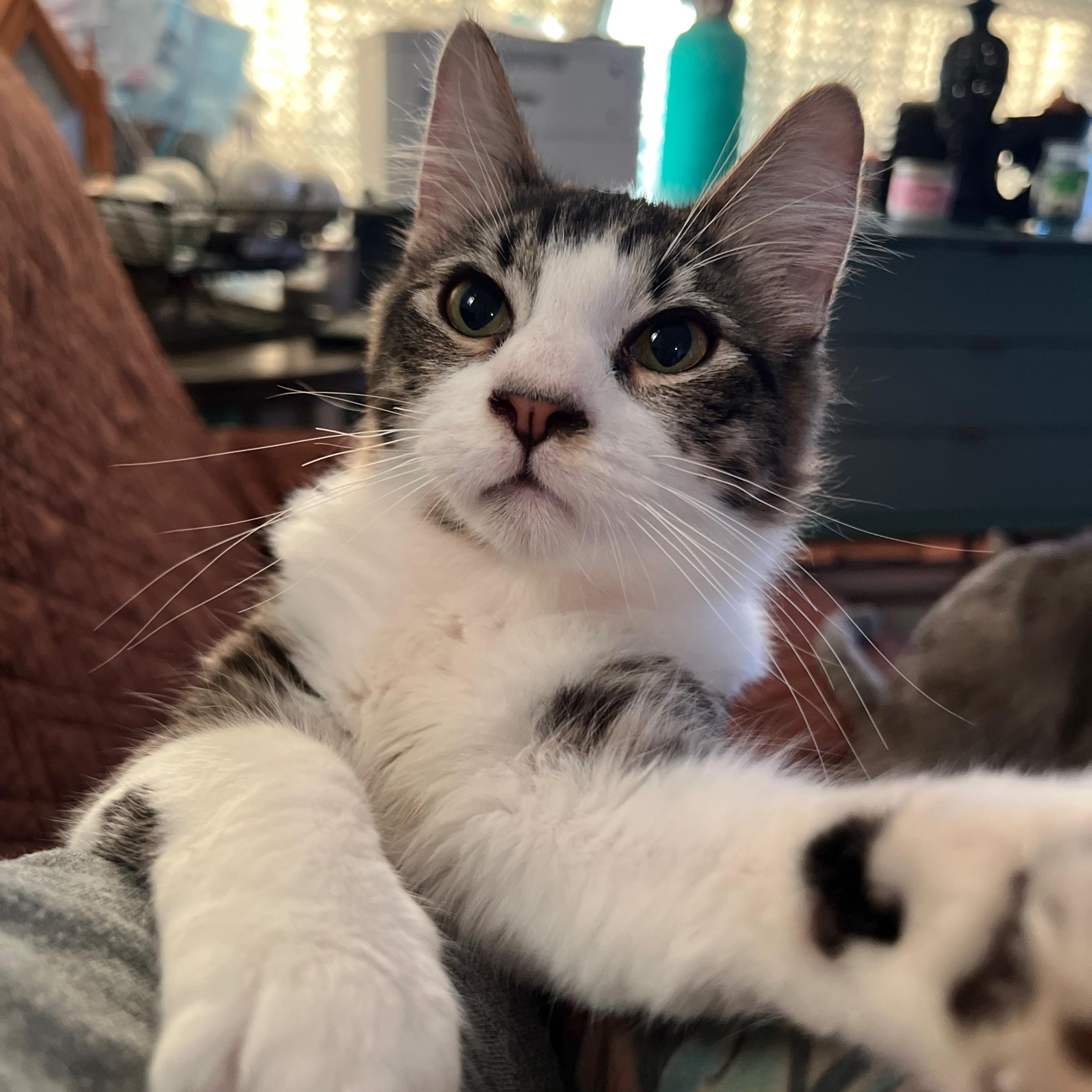 Enlarge Milo , an adopted Domestic Medium Hair in San Jose, CA image 4/5