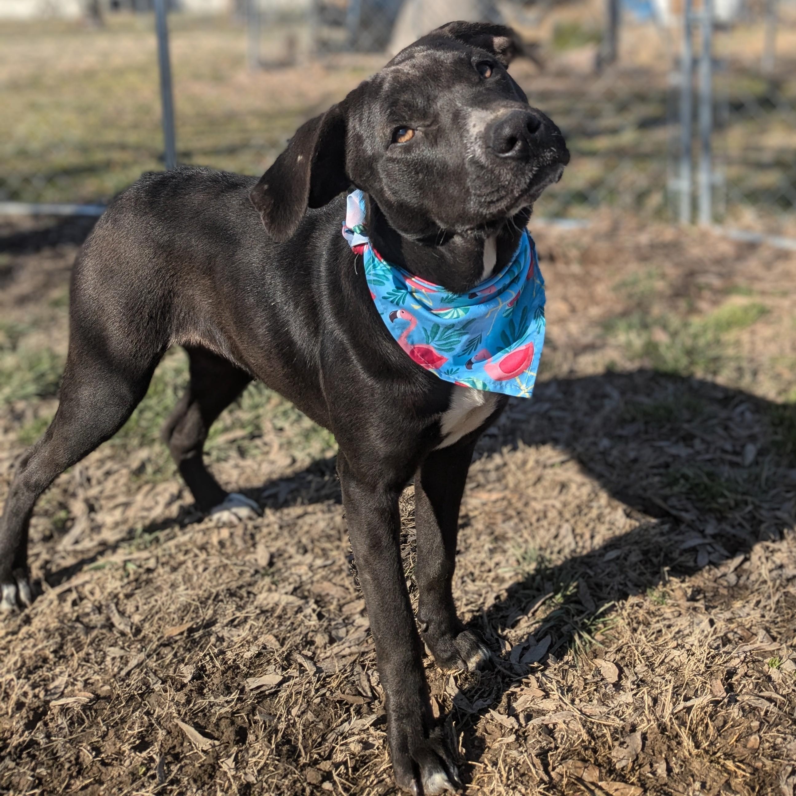 Flower, a Adoptable mixed breed image 1/5